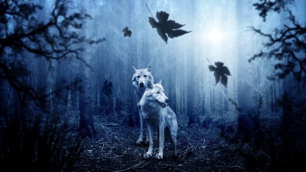 Wolf Predator Forest 5k Wallpaper