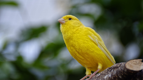 Yellow Canary Wallpaper