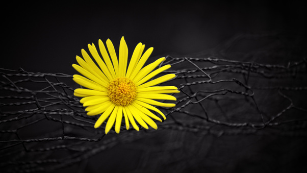 yellow-flower-fence-dark-black-background-ex.jpg