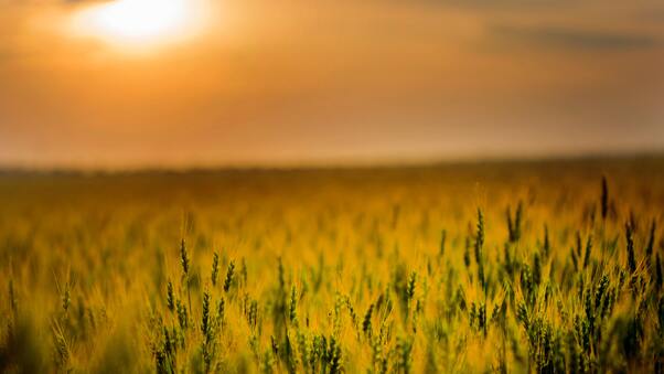 Yellow Green Field During Sunset 4k Wallpaper
