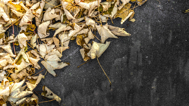 Yellow Leaves On Ground 5k Wallpaper