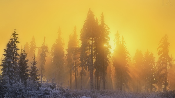 Yellow Sky Sunbeam Sunrise Trees Winter Season Wallpaper