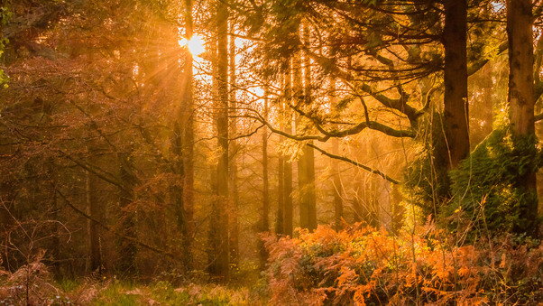 Yellow Sunset Rays In Forest Wallpaper