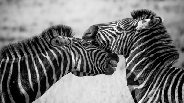 Zebras Black And White 4k Wallpaper