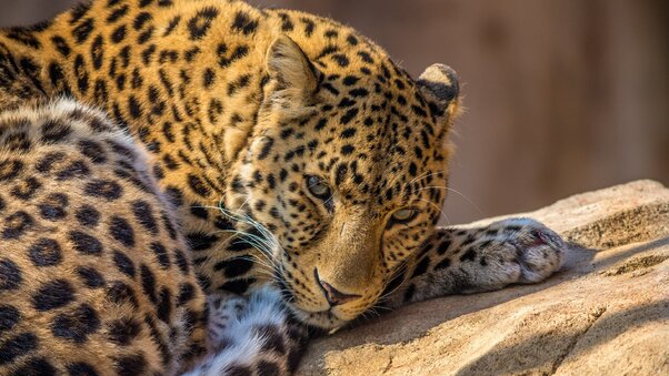 Zoo Leopard Wallpaper