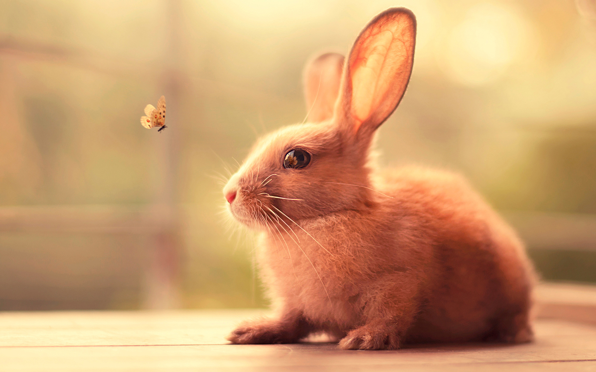 Bunny Cute Wallpaper,Hd Animals Wallpapers,4K Wallpapers,Images