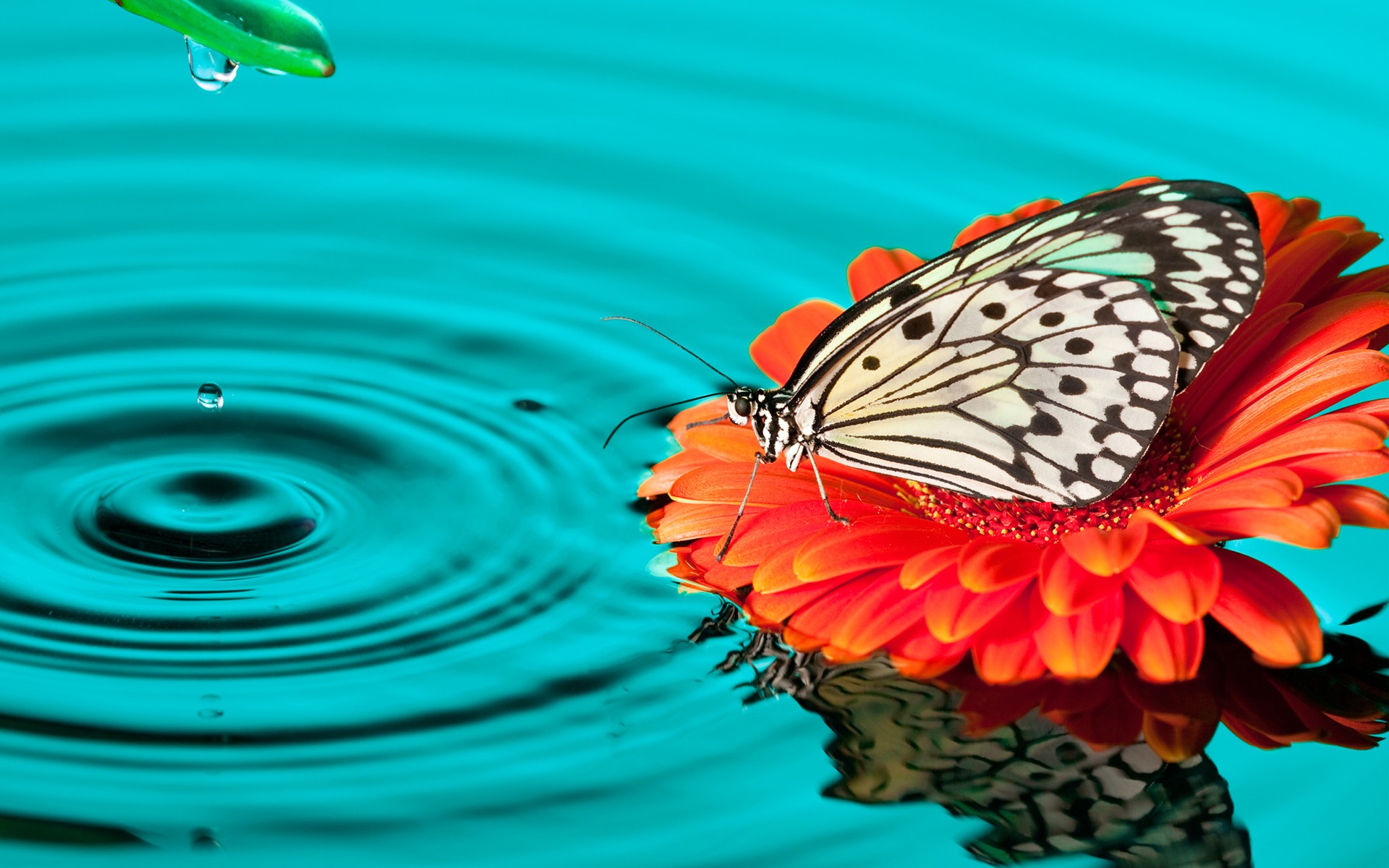 1336x768 Butterfly Drops Laptop HD HD 4k Wallpapers, Images, Backgrounds,  Photos and Pictures