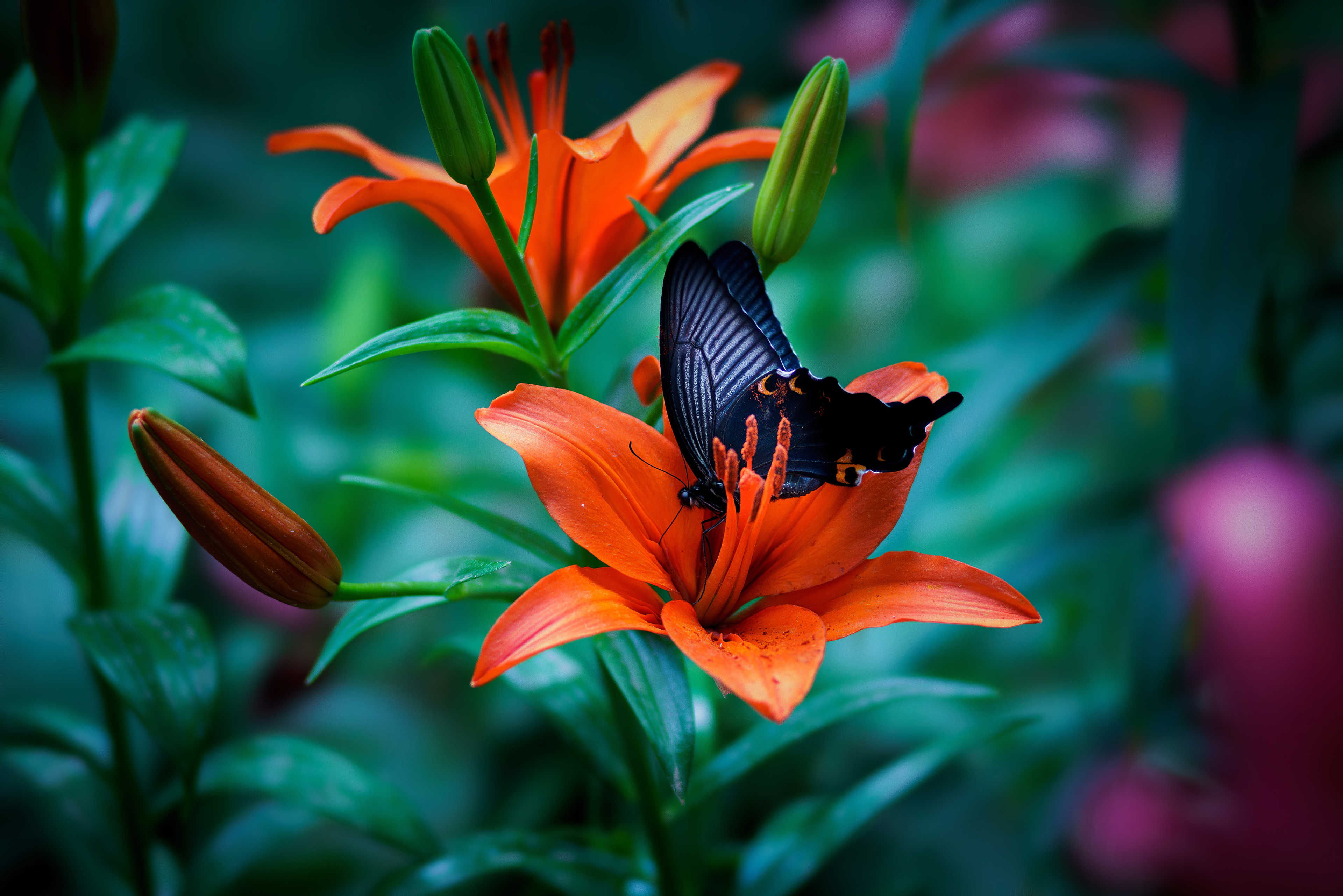 Butterfly Macro 4k, HD Animals, 4k Wallpapers, Images, Backgrounds, Photos  and Pictures