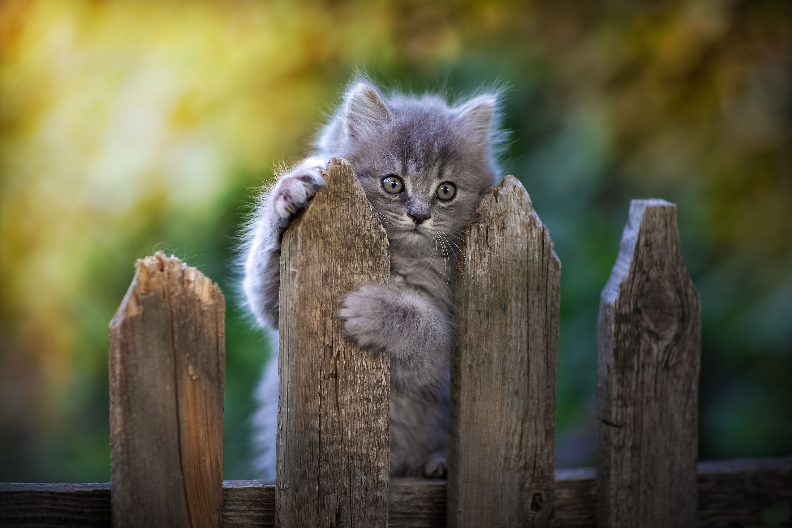 Cat Fence Pawn, HD Animals, 4k Wallpapers, Images, Backgrounds, Photos and  Pictures