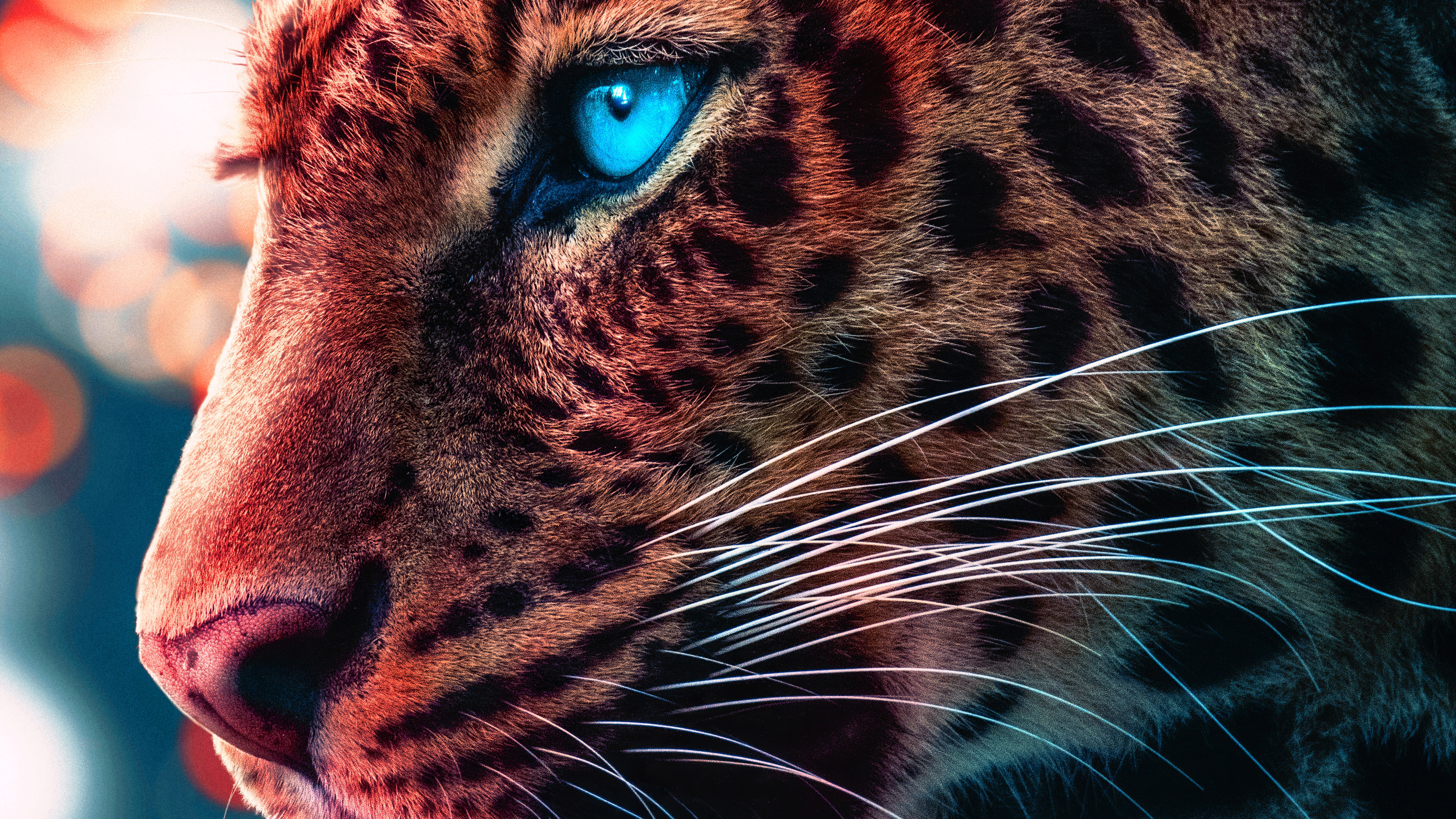 Cheetah abstract animal cat fire HD wallpaper  Peakpx