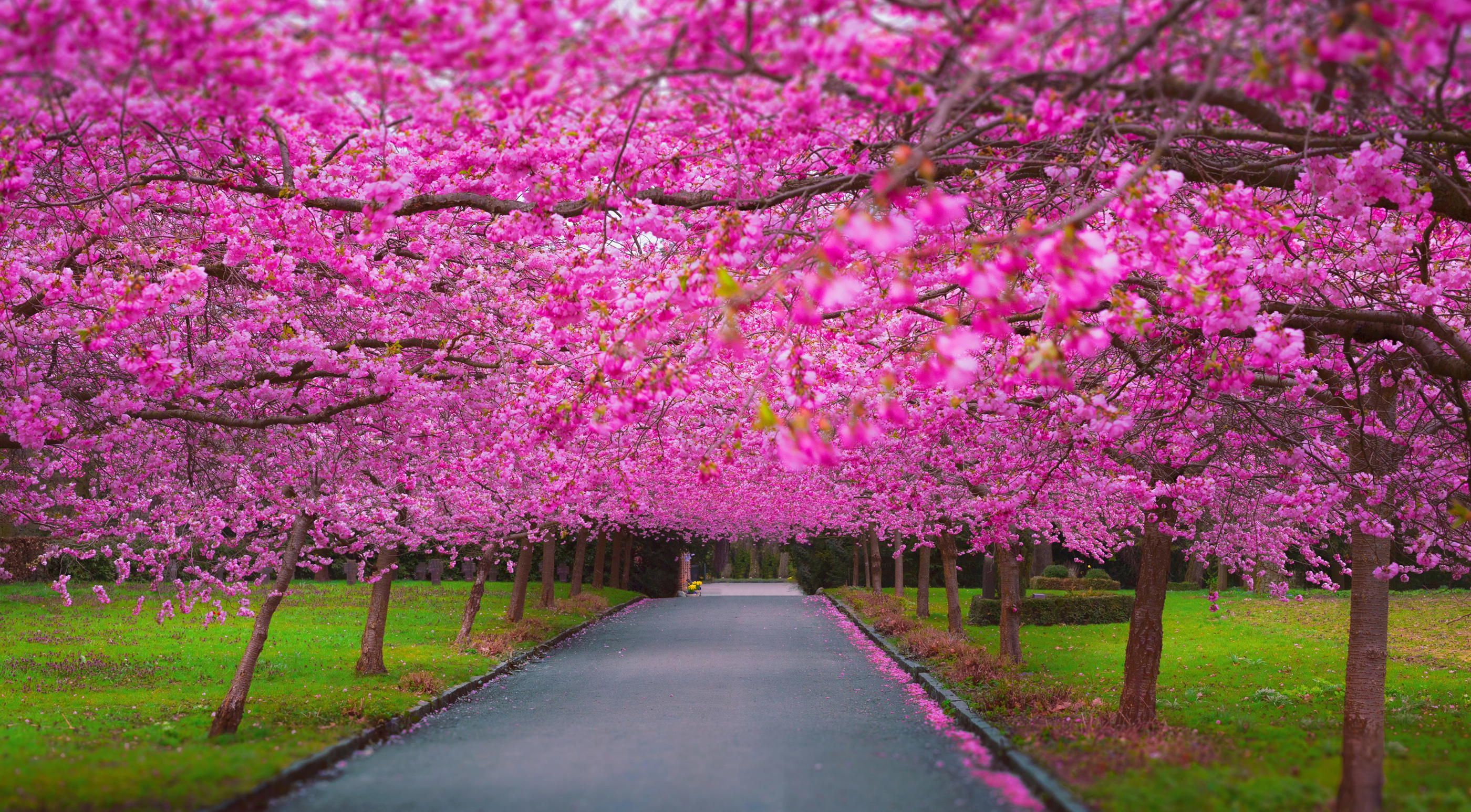 Cherry Blossom Park, HD Nature, 4k Wallpapers, Images, Backgrounds