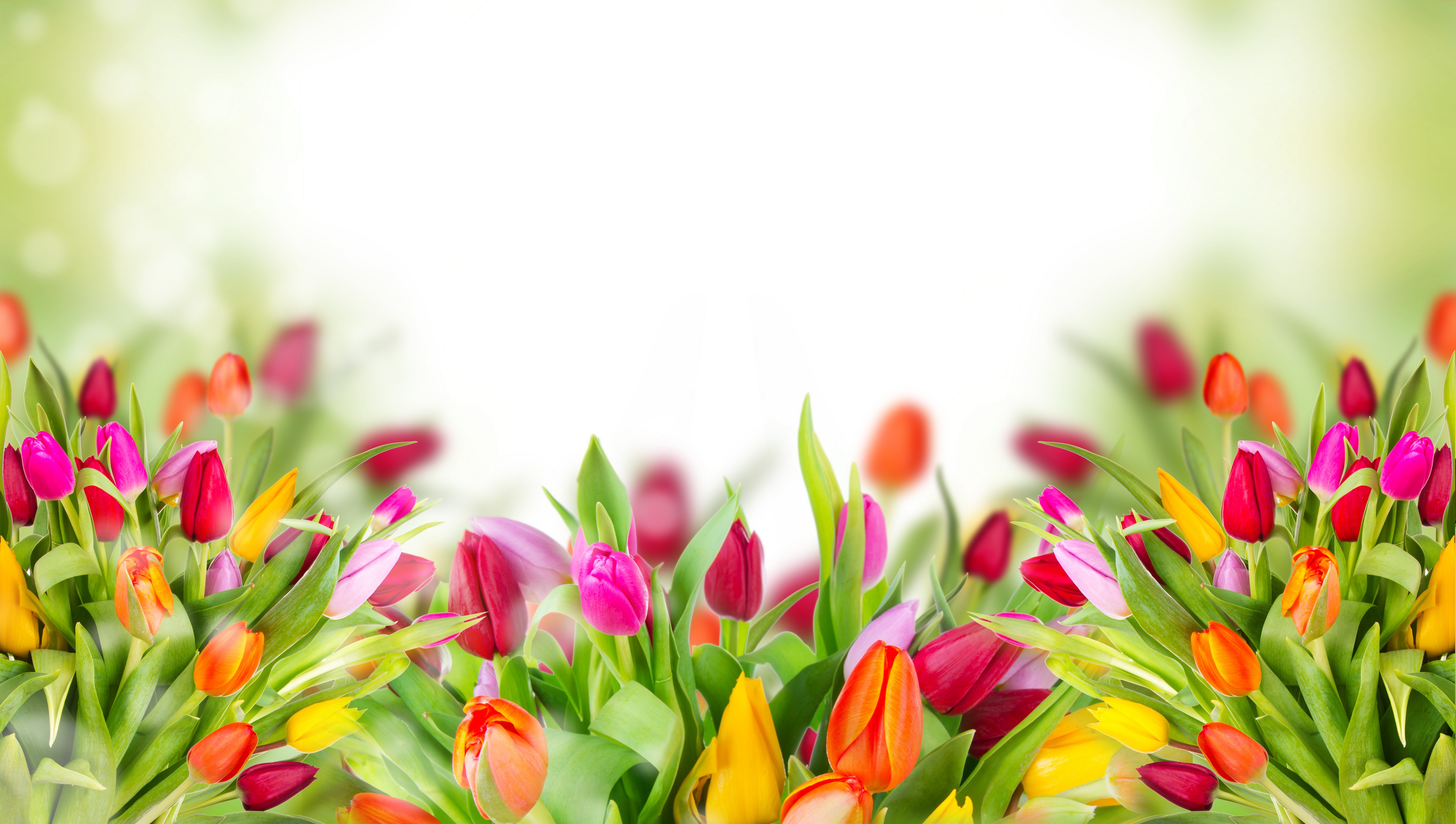 Colorful tulips mobile wallpaper pink  Premium PSD Illustration  rawpixel
