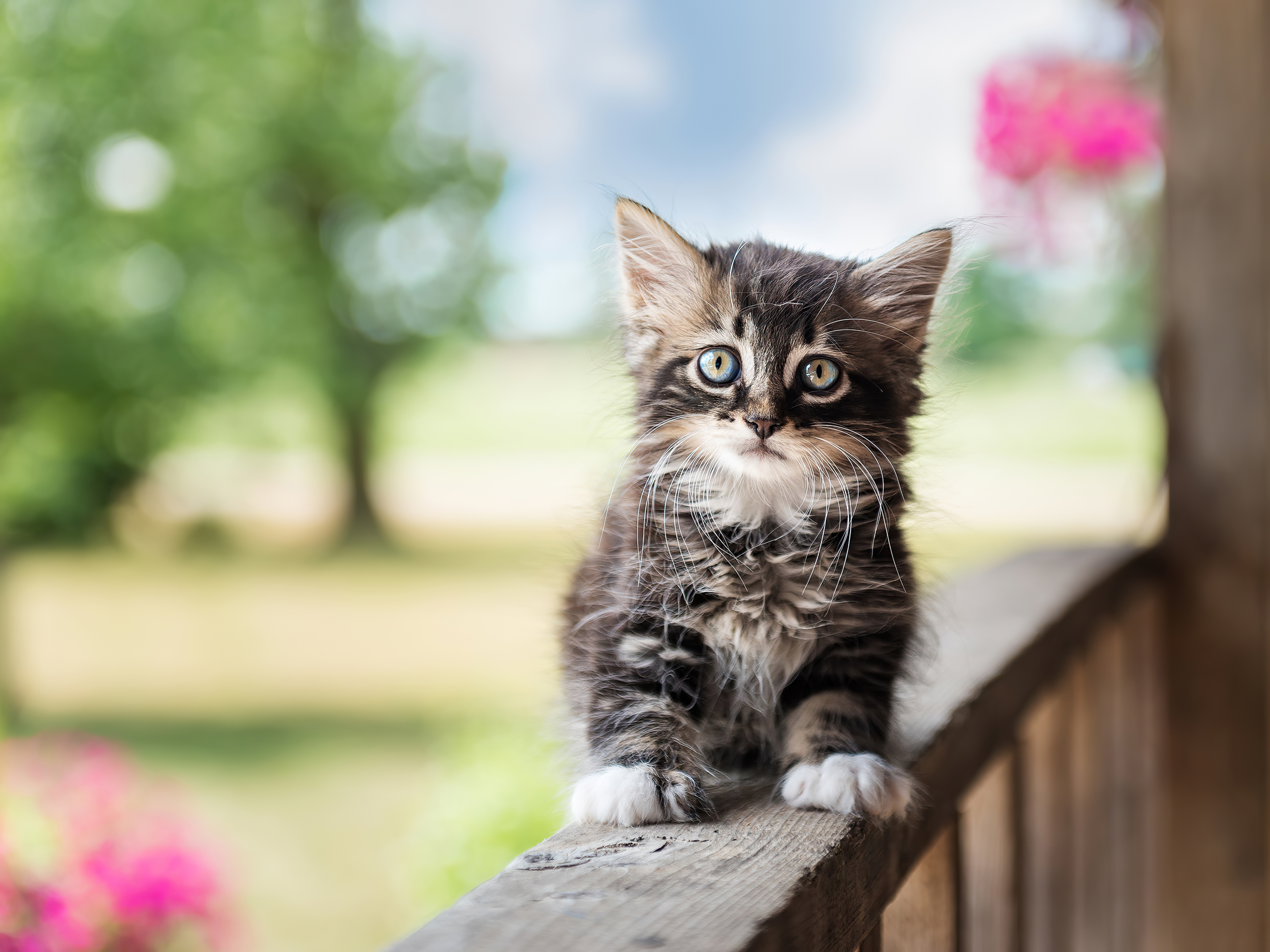 cute cat wallpaper hd