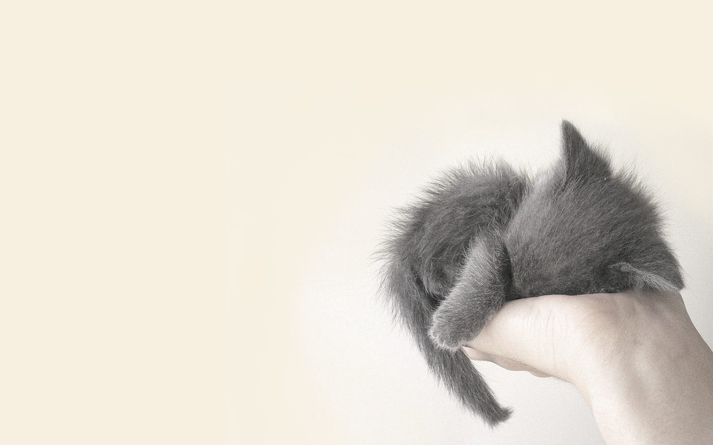 My cat by TVaslon on Dribbble