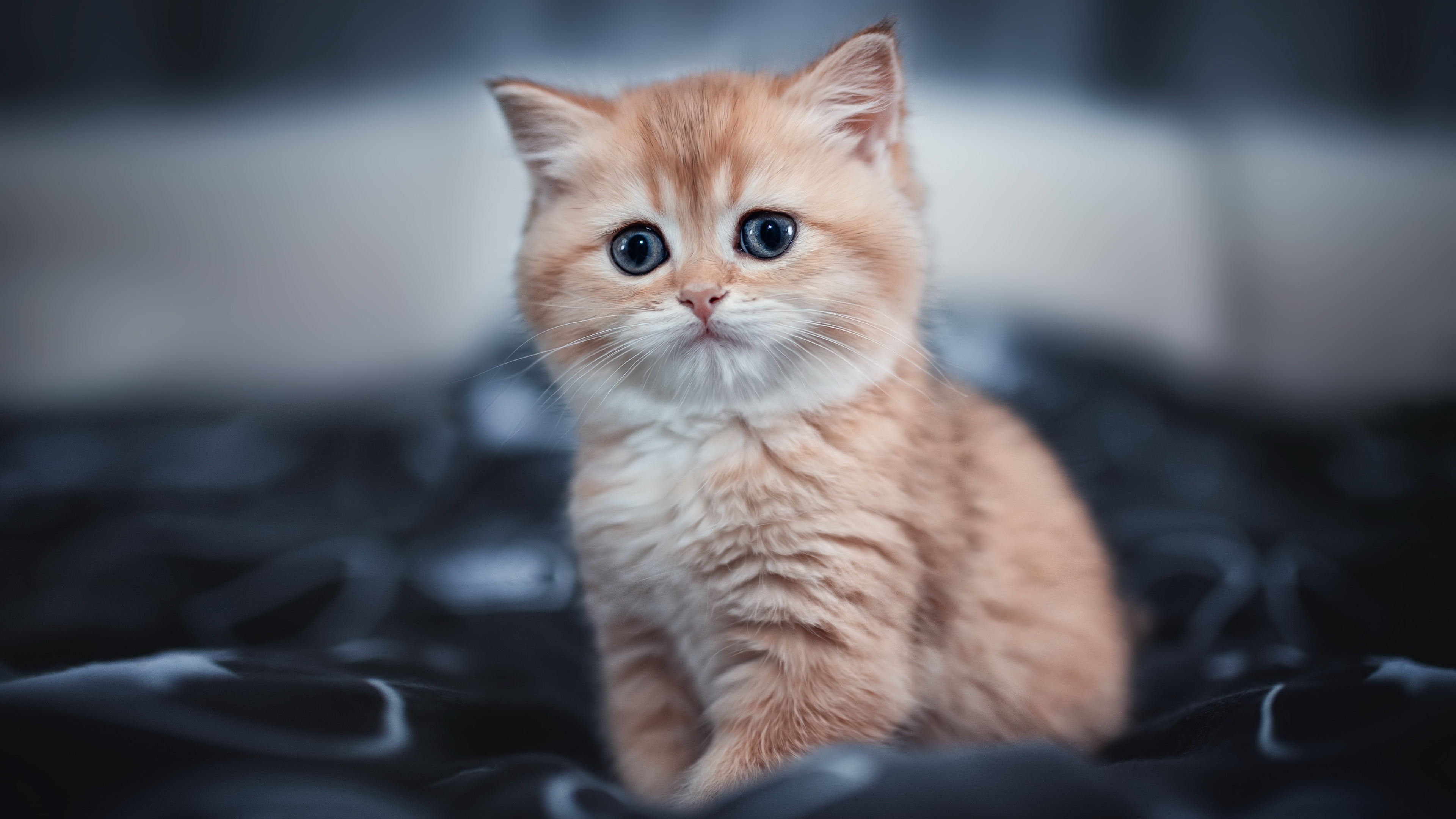 Cute Kitten 4k, HD Animals, 4k Wallpapers, Images, Backgrounds, Photos