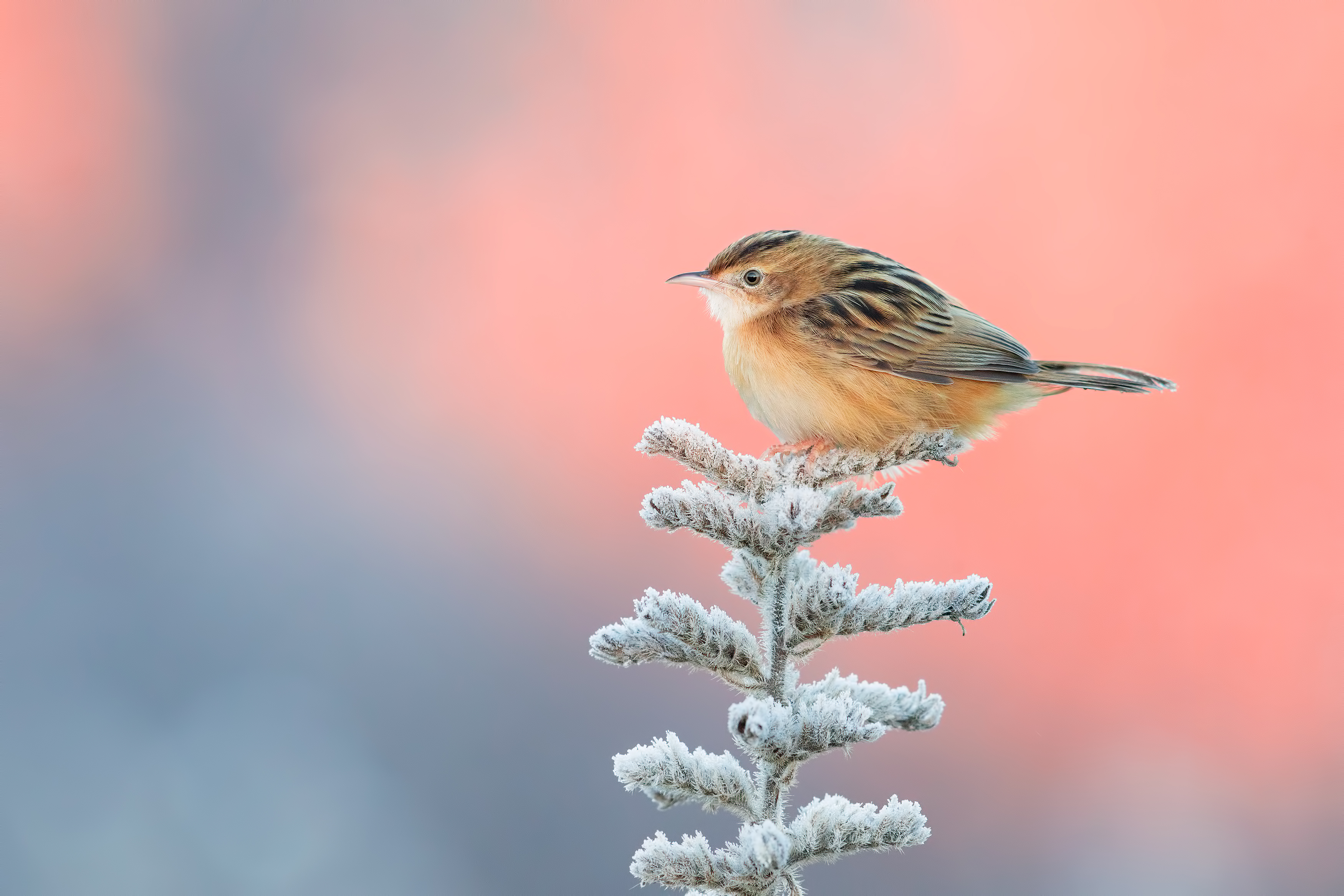 Cute Little Bird, HD Birds, 4k Wallpapers, Images ...
