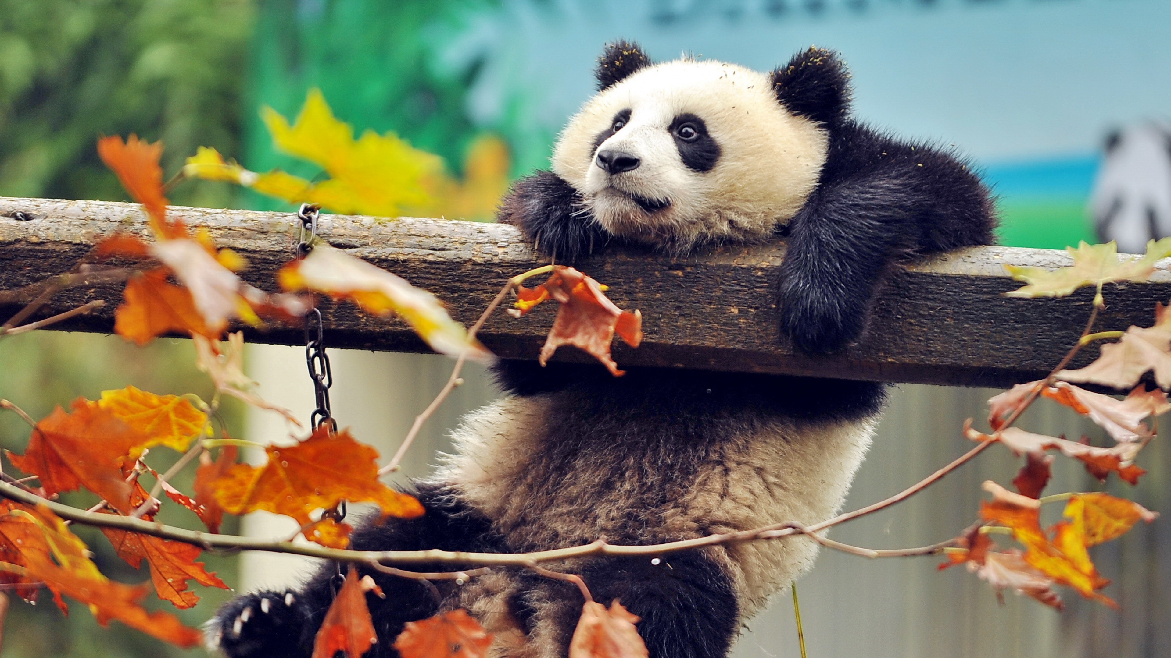 Cute Panda, HD Animals, 4k Wallpapers