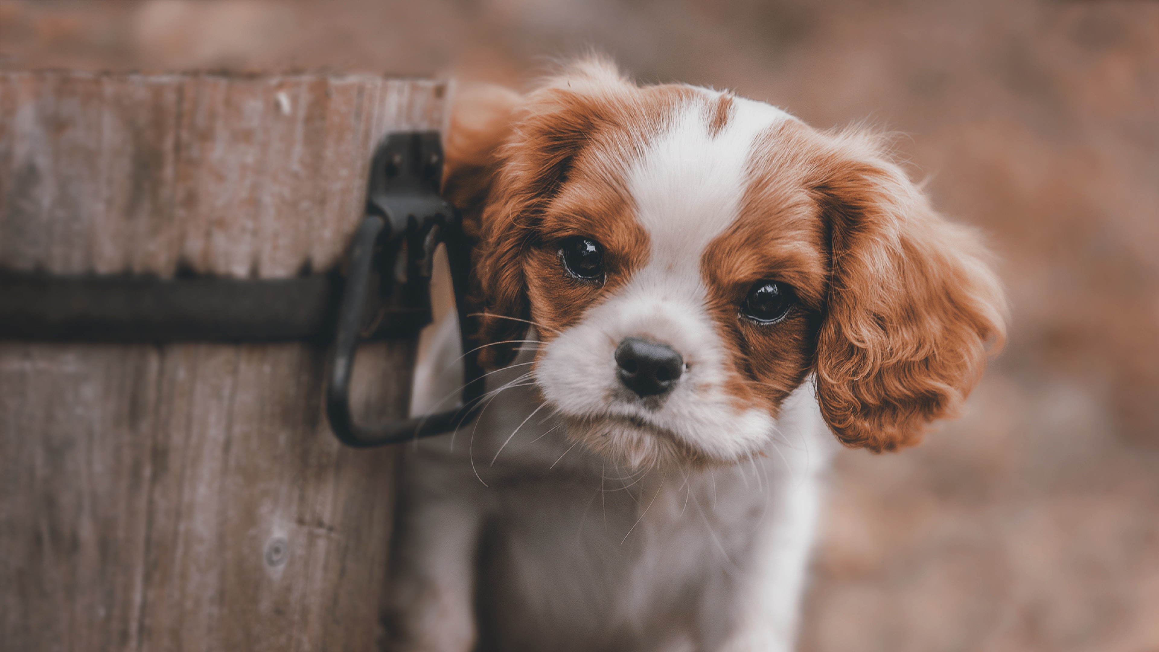 HD puppy wallpapers  Peakpx