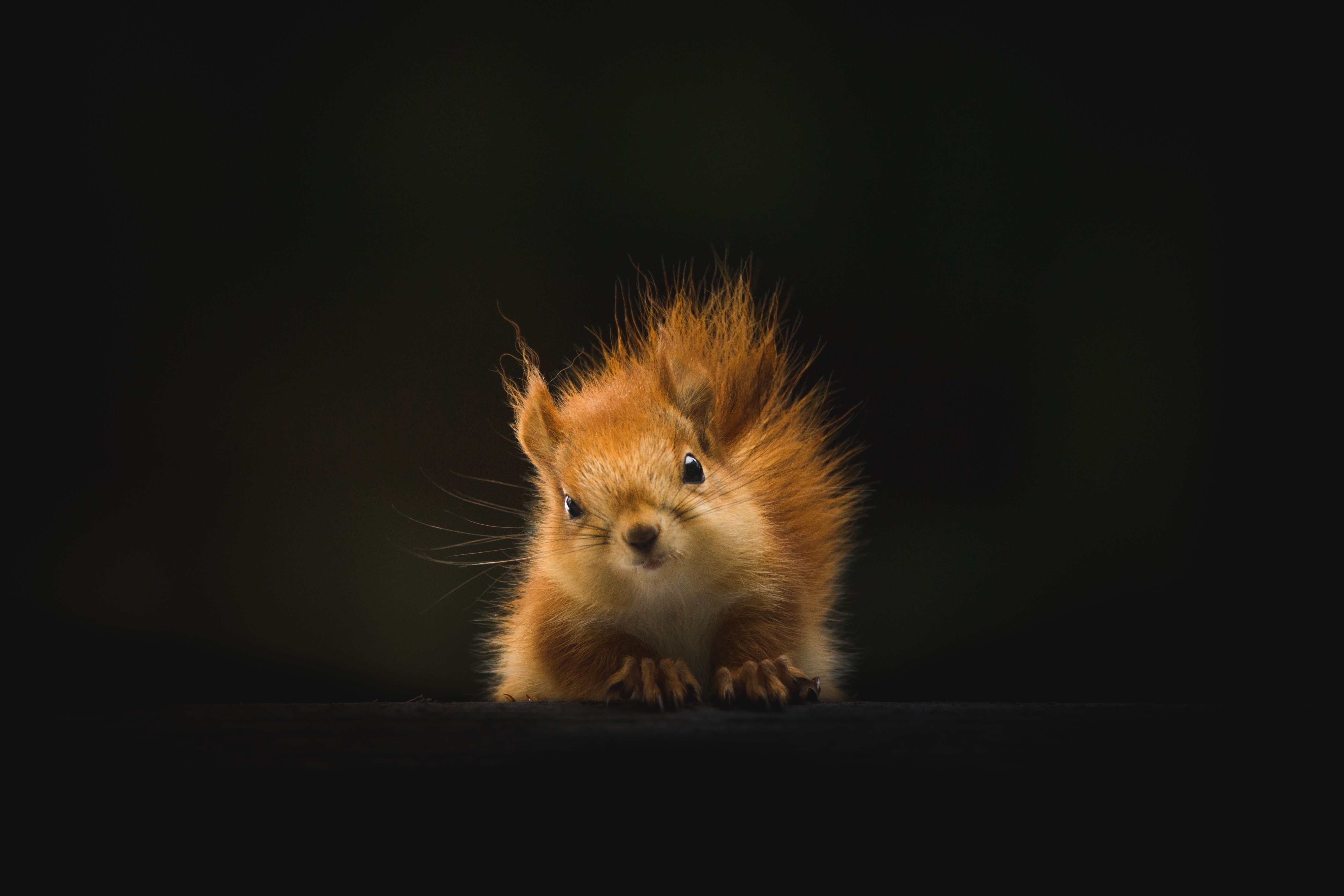 Chipmunk Clipart Gilhari - Transparent Background Squirrel Clipart -  640x480 PNG Download - PNGkit