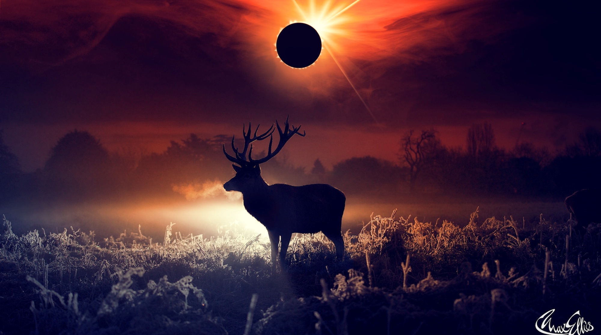 Deer Fantasy Art Hd Artist 4k Wallpapers Images Backgrounds Photos And Pictures