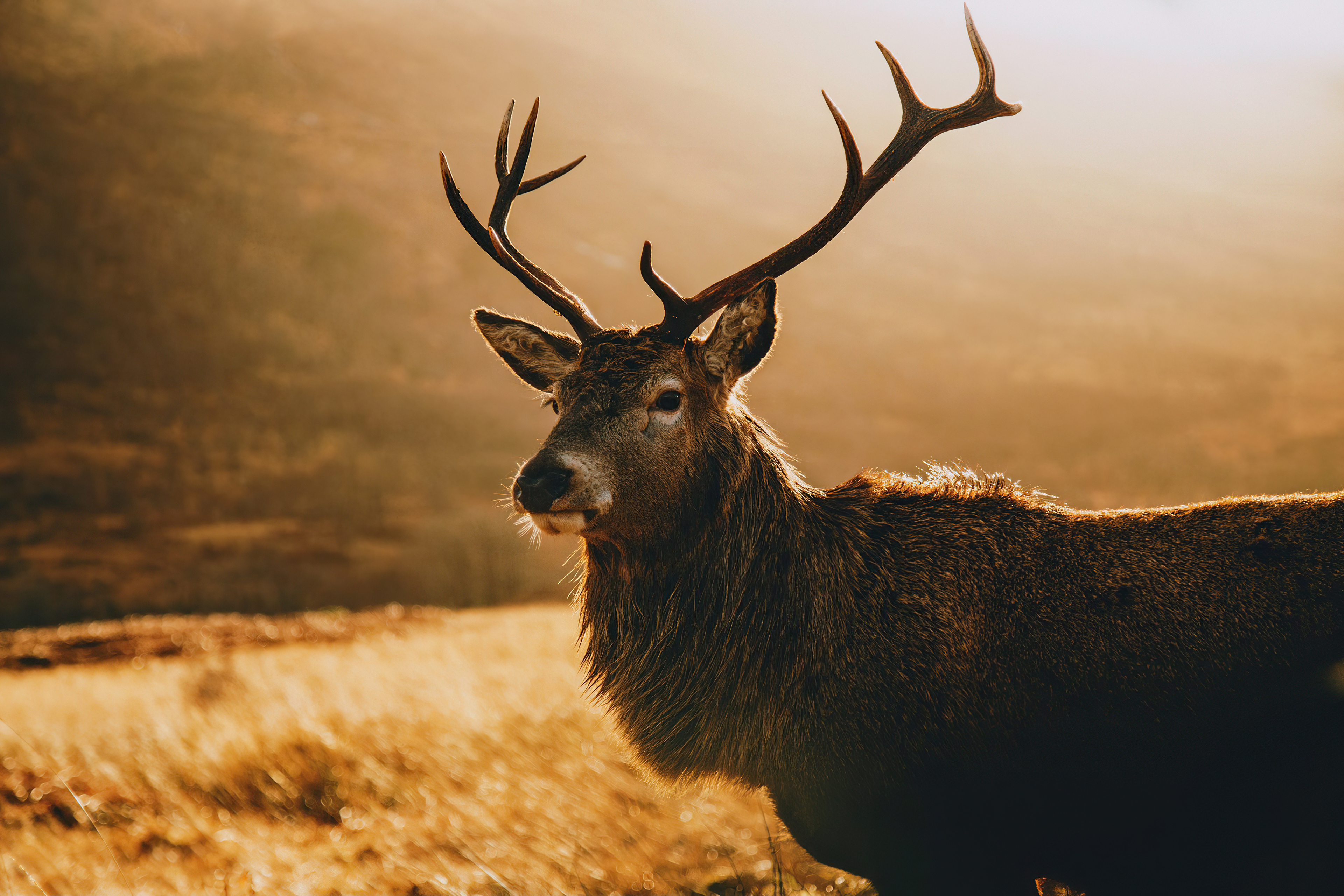 Deer Morning Landscape 4k, HD Animals, 4k Wallpapers, Images, Backgrounds,  Photos and Pictures