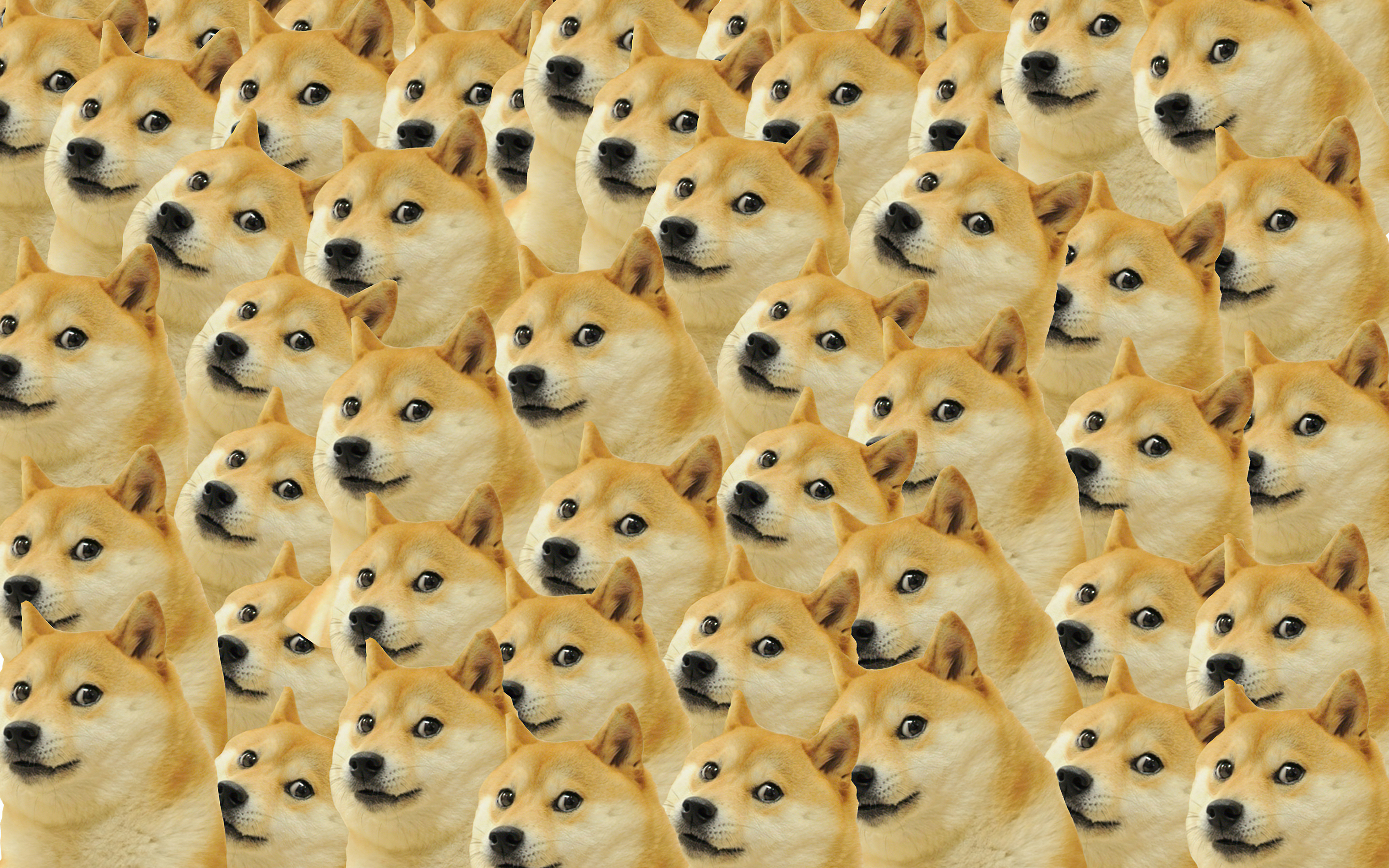 1360x768 Doge Meme Laptop HD HD 4k Wallpapers, Images, Backgrounds, Photos  and Pictures