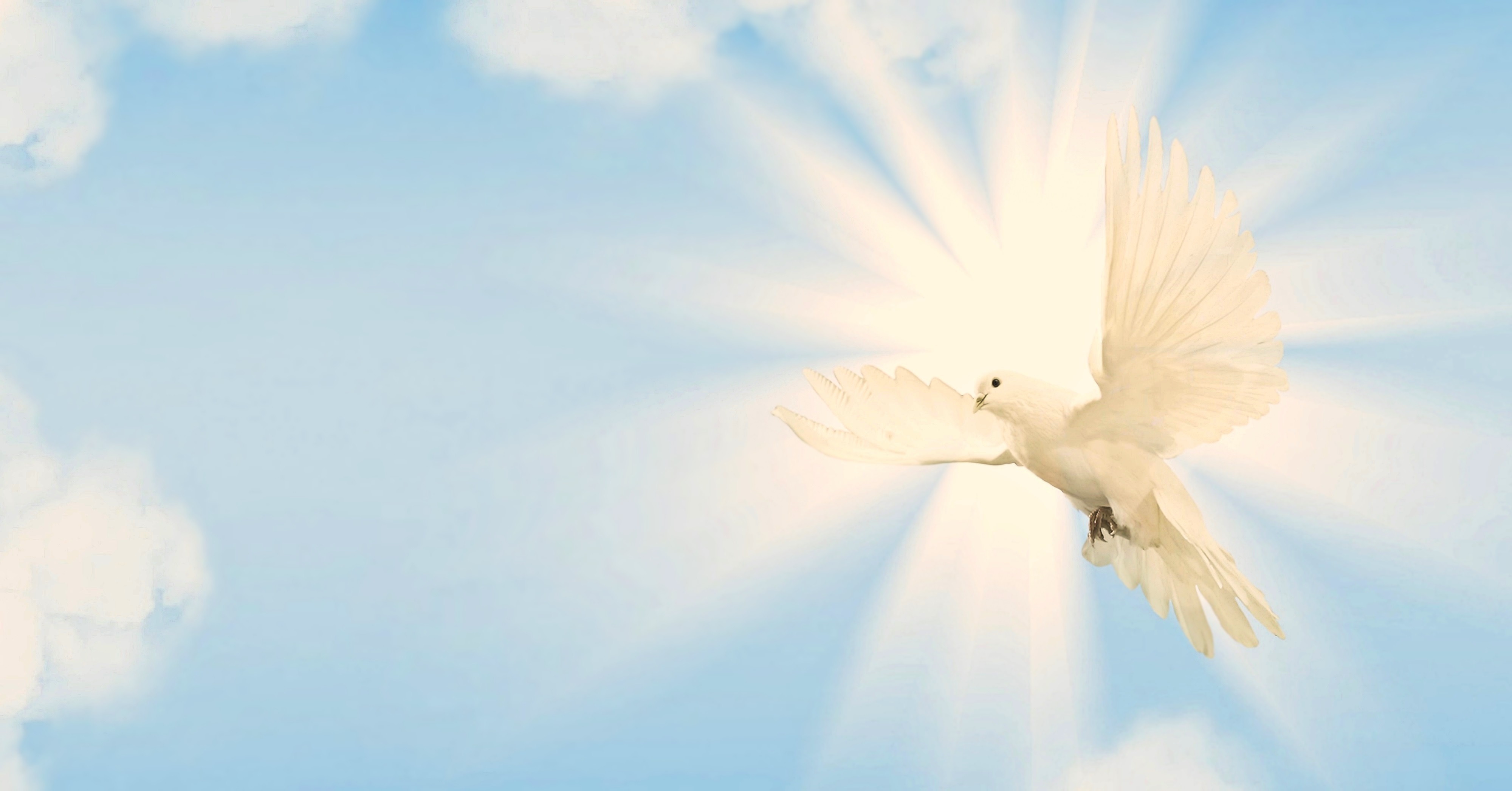 Dove, HD Birds, 4k Wallpapers, Images, Backgrounds, Photos and Pictures