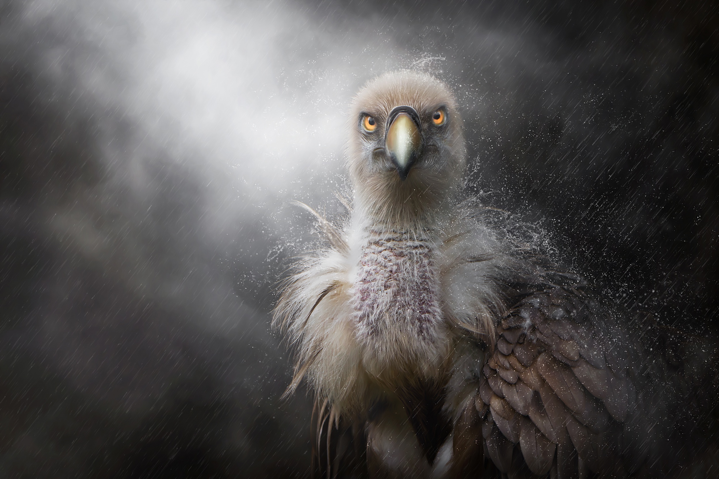 Eagle In Rain, HD Birds, 4k Wallpapers, Images, Backgrounds, Photos and  Pictures