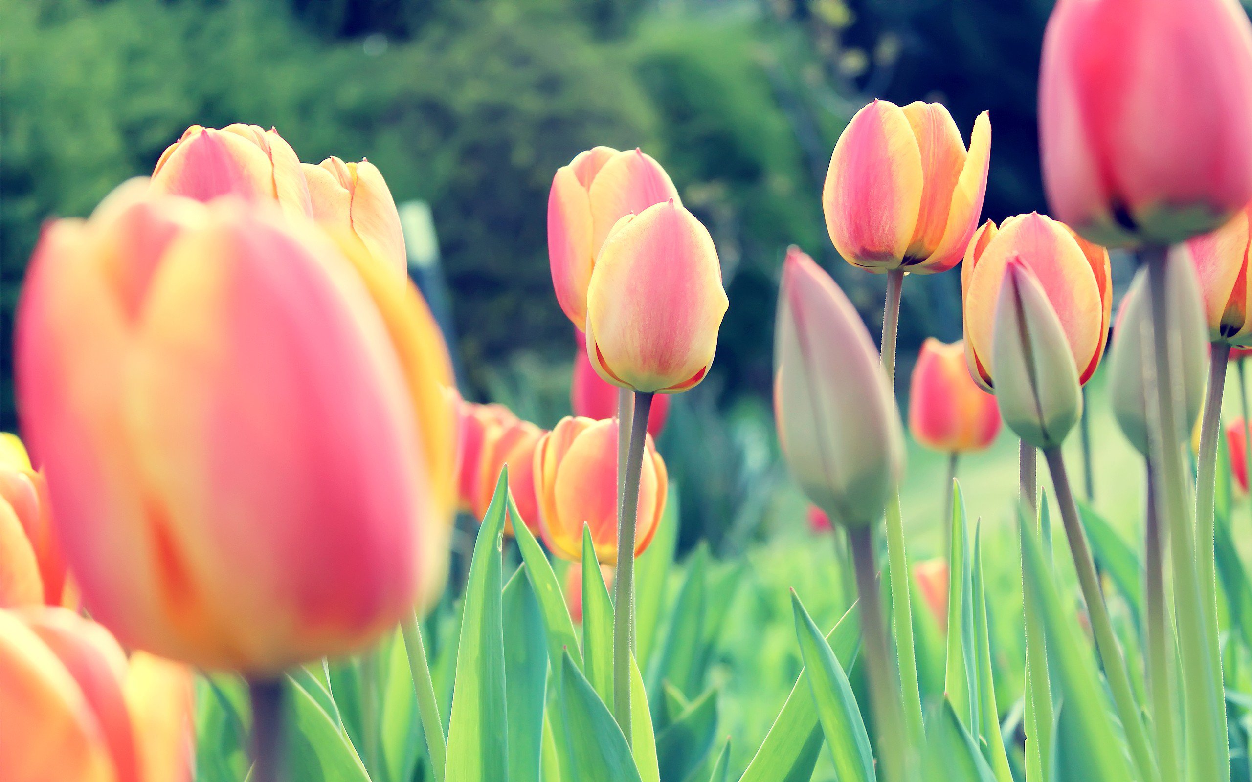 Easter Tulips, HD Flowers, 4k Wallpapers, Images, Backgrounds, Photos and  Pictures