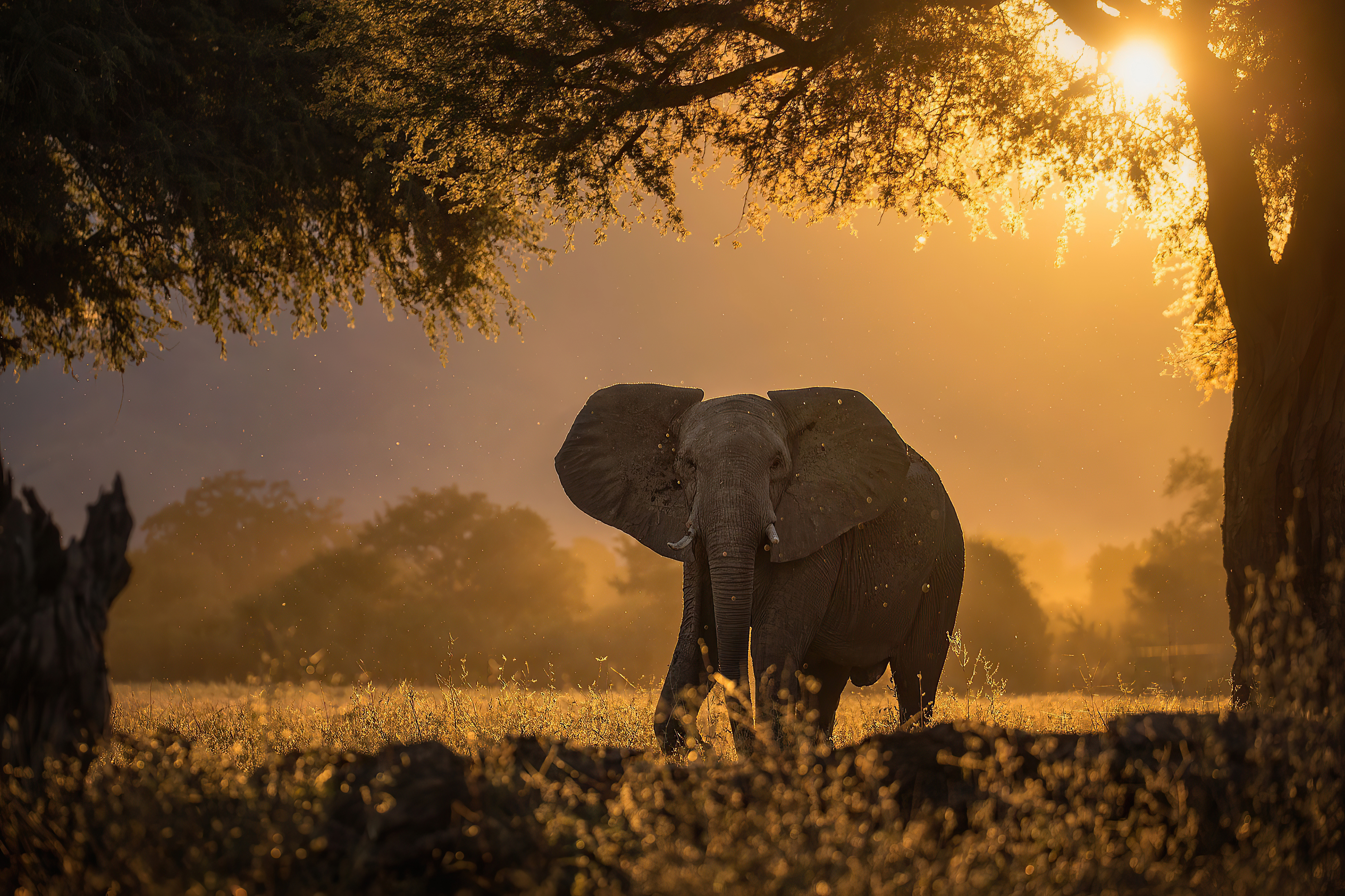 Elephant Forest Sunbeams Morning 4k, HD Animals, 4k Wallpapers, Images,  Backgrounds, Photos and Pictures