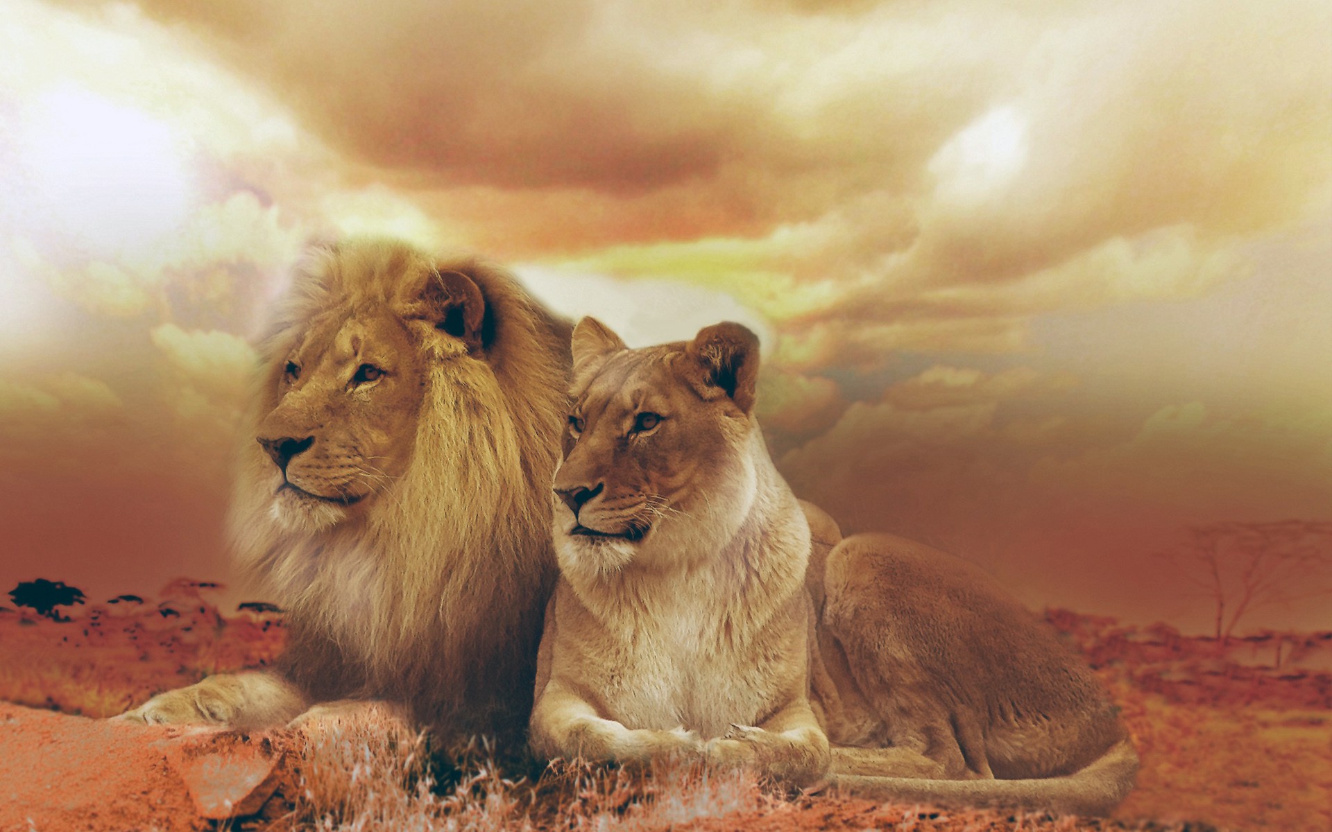 Lions Two Lions Wallpaper Animals Wild Hd Wallpaper W - vrogue.co