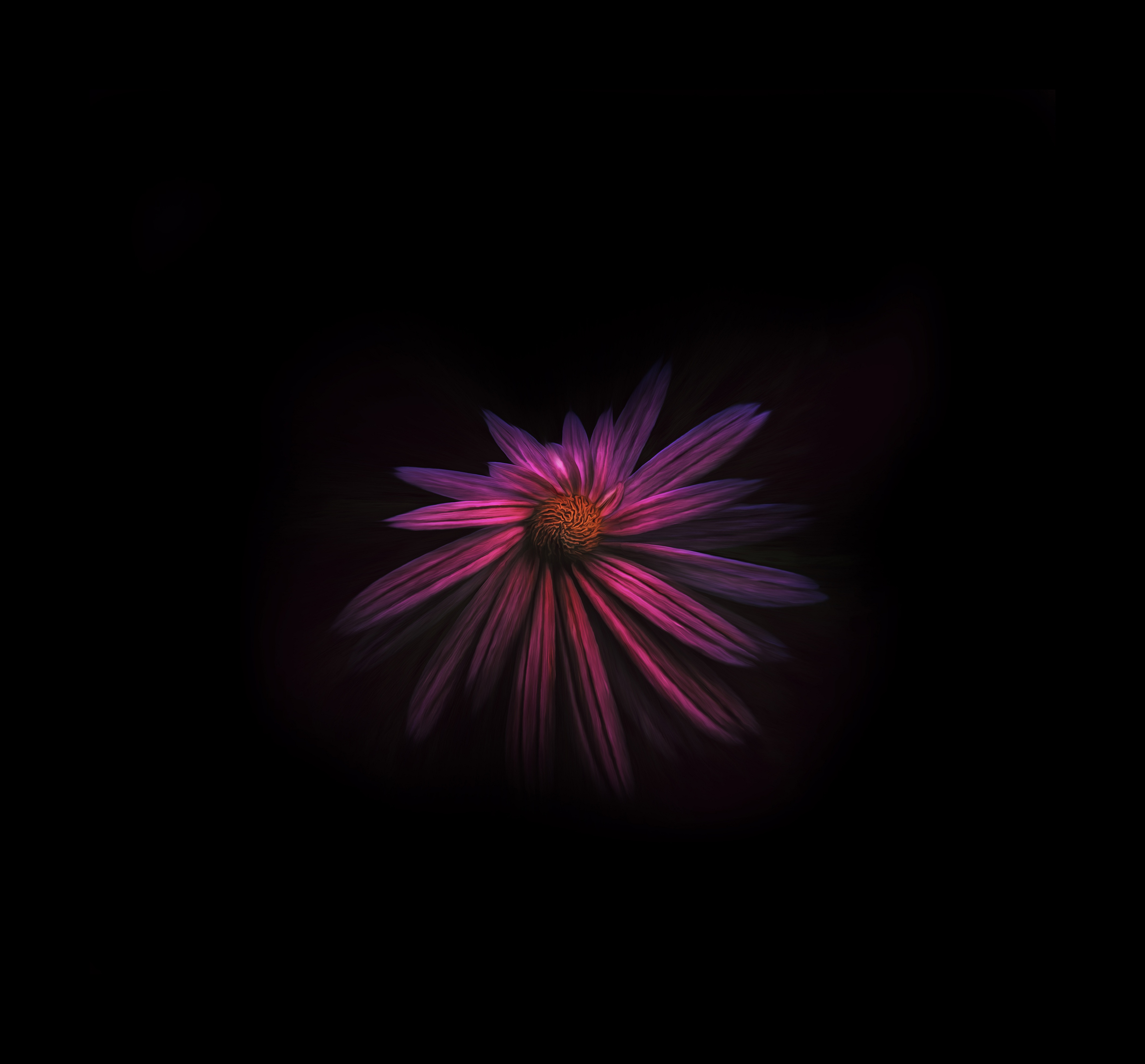 Flower Dark Background 4k, HD Flowers, 4k Wallpapers, Images ...