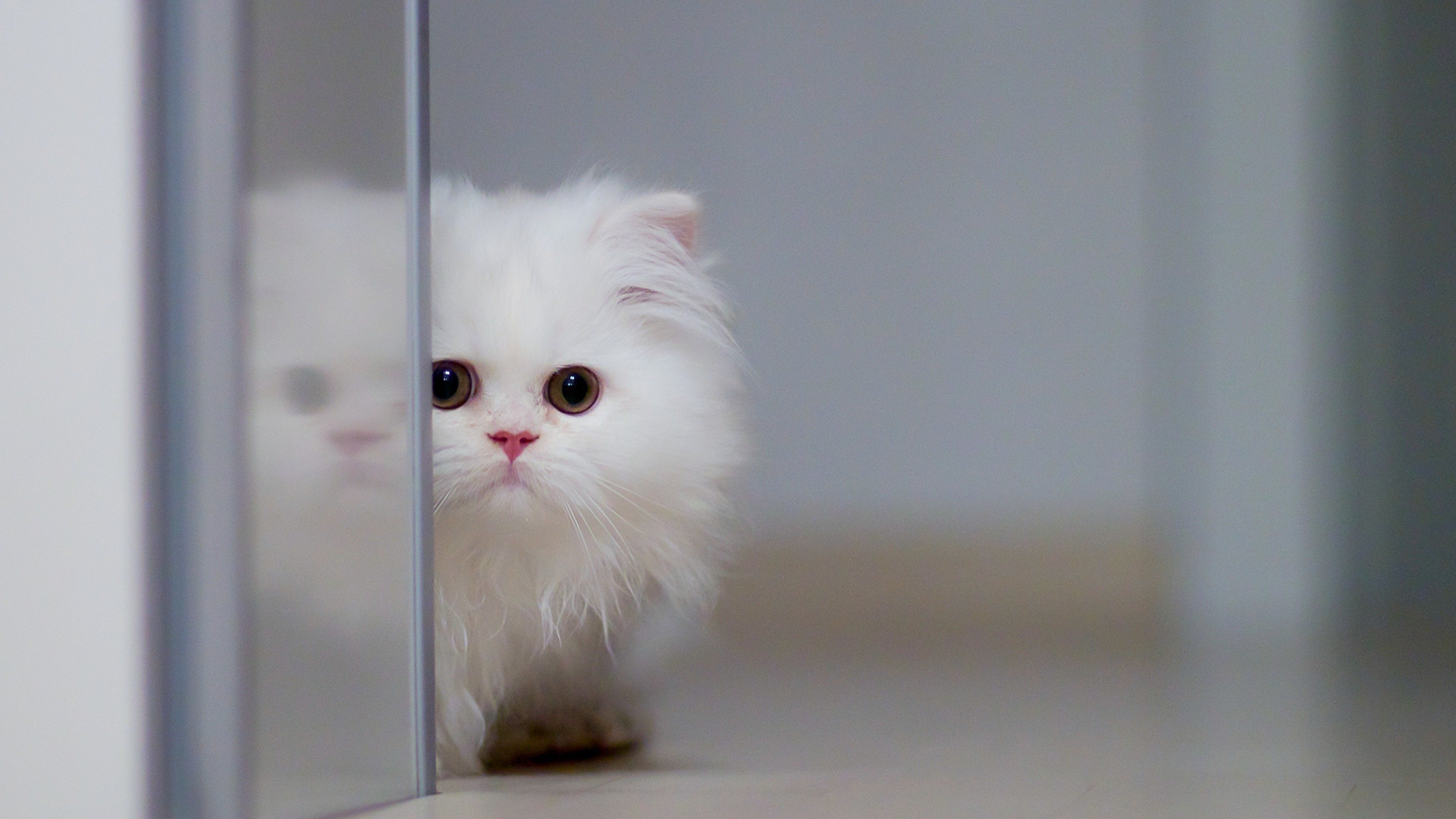 HD fluffy cat wallpapers