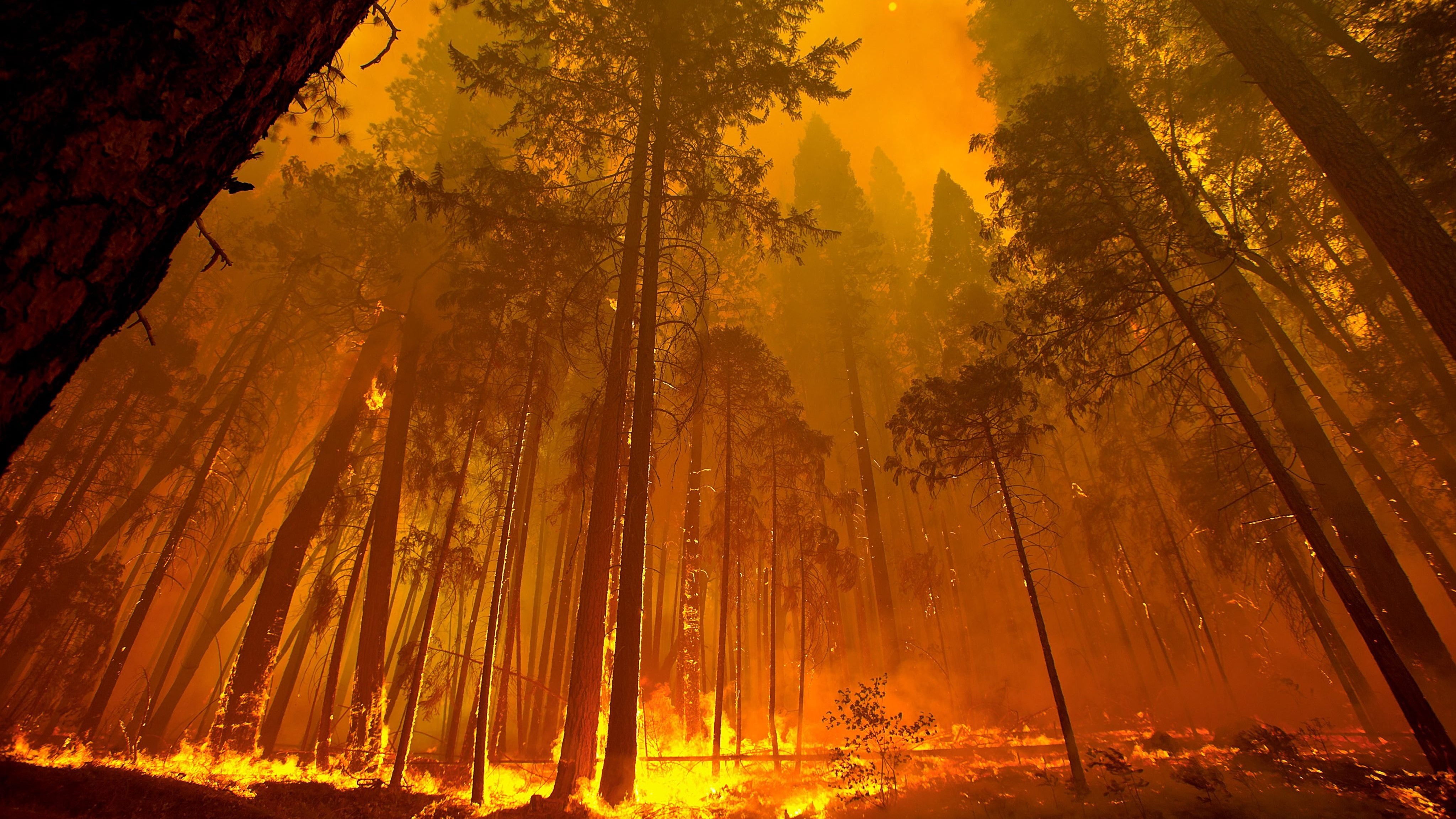 Forest Fire for iphone download