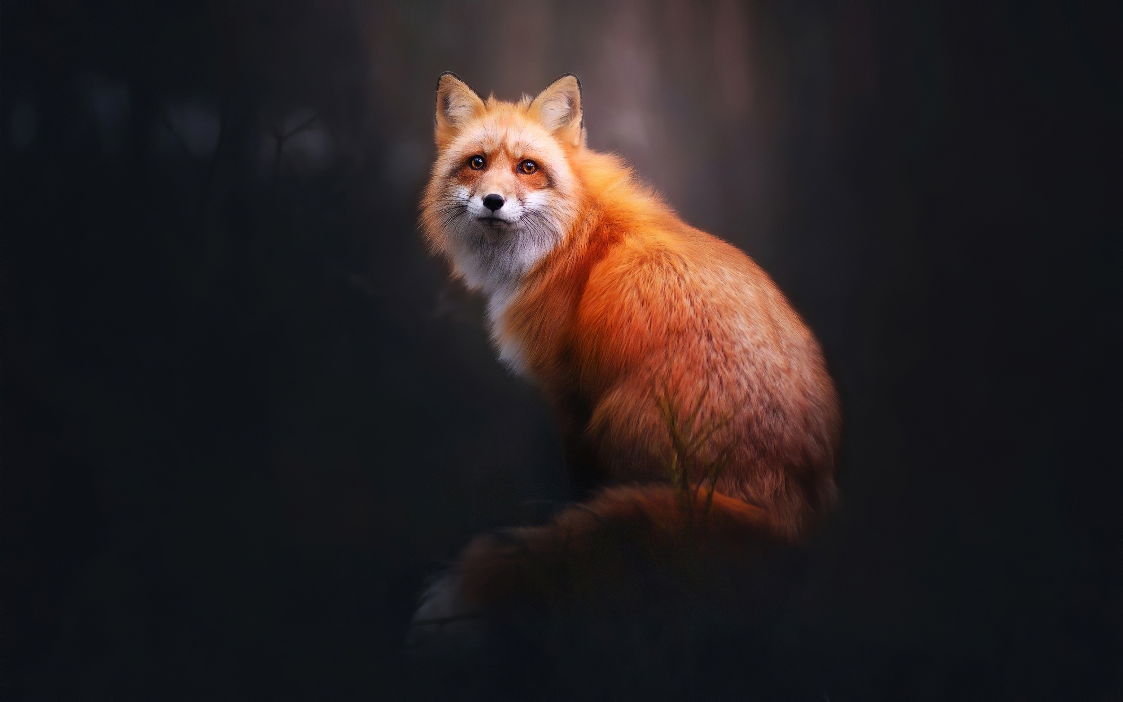 Fox Artwork, art, iphone, HD phone wallpaper | Peakpx