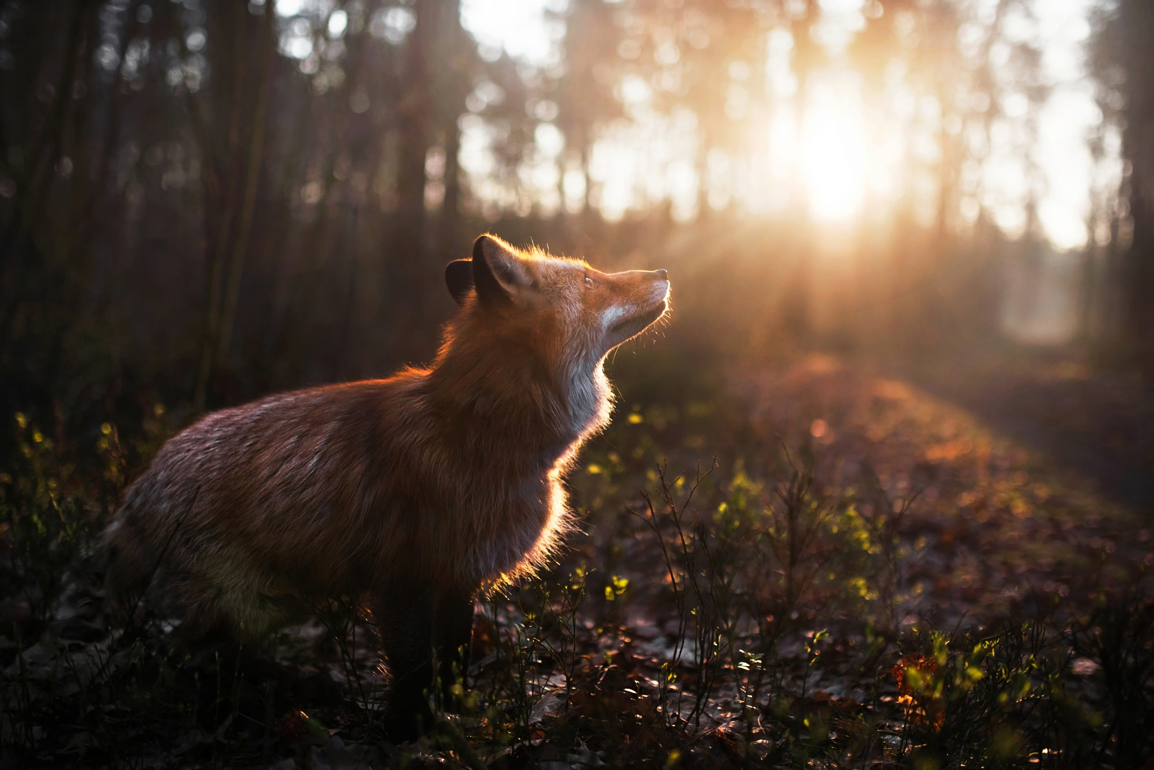 Fox Outdoor, HD Animals, 4k Wallpapers, Images, Backgrounds, Photos and  Pictures