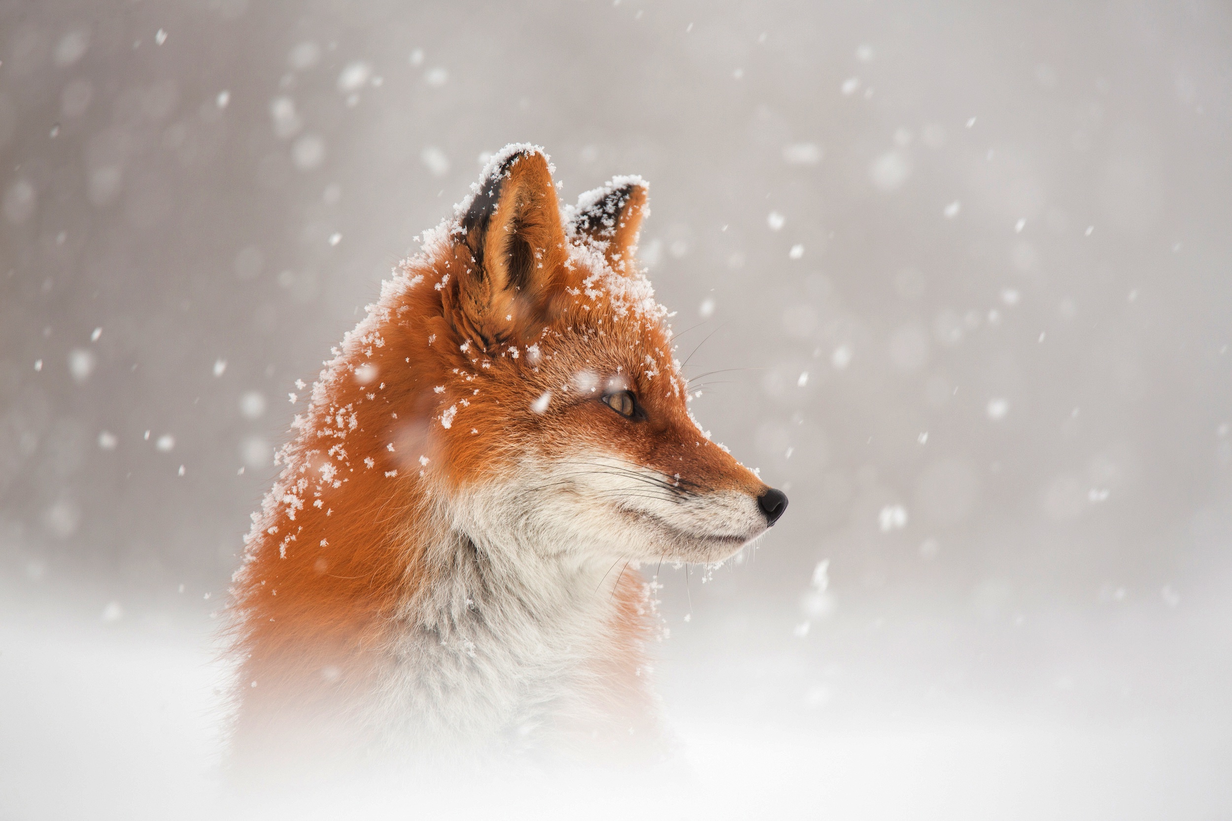 Fox Snow, HD Animals, 4k Wallpapers, Images, Backgrounds, Photos and  Pictures