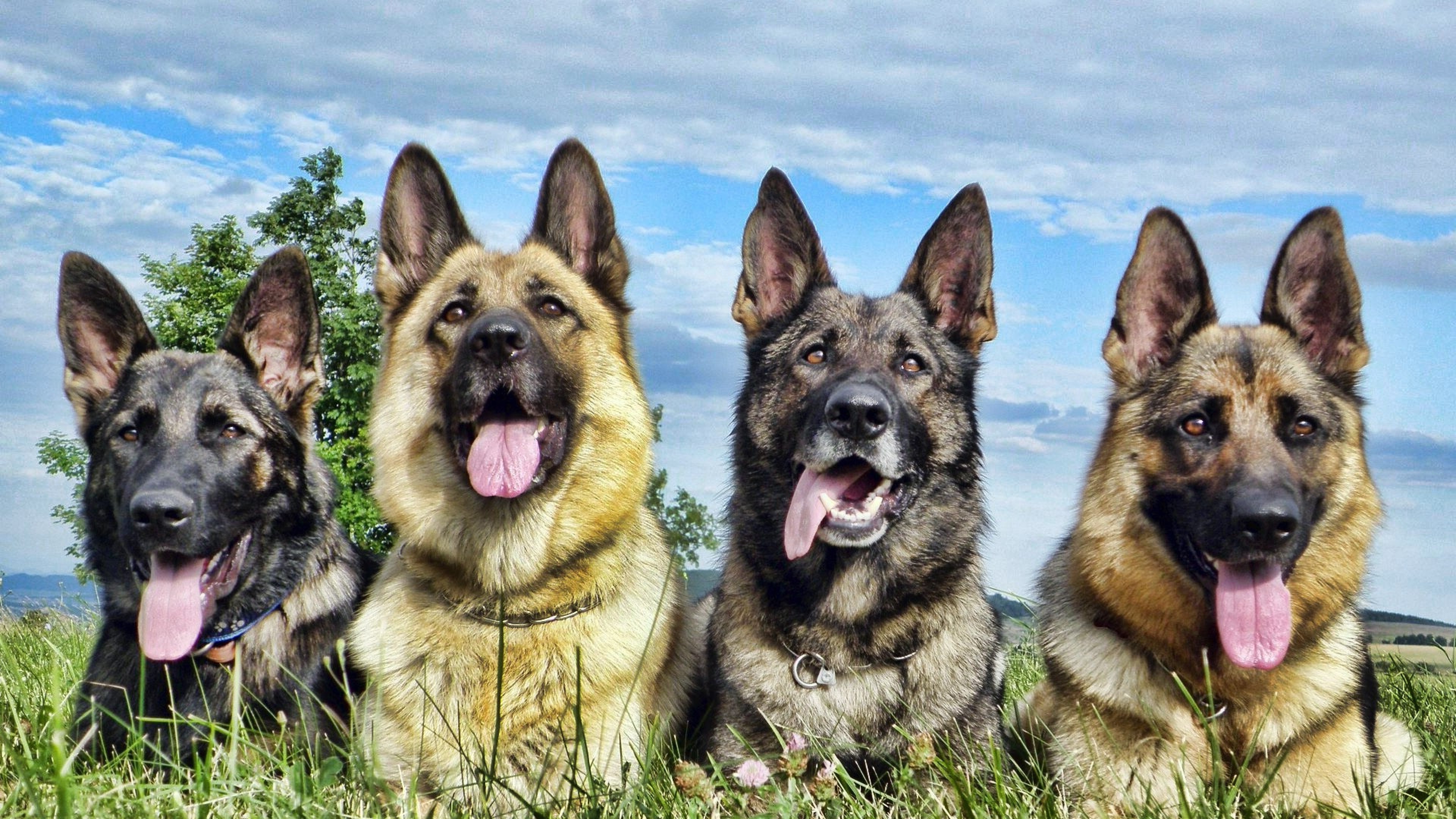 German Shepherd 4, HD Animals, 4k Wallpapers, Images, Backgrounds, Photos  and Pictures
