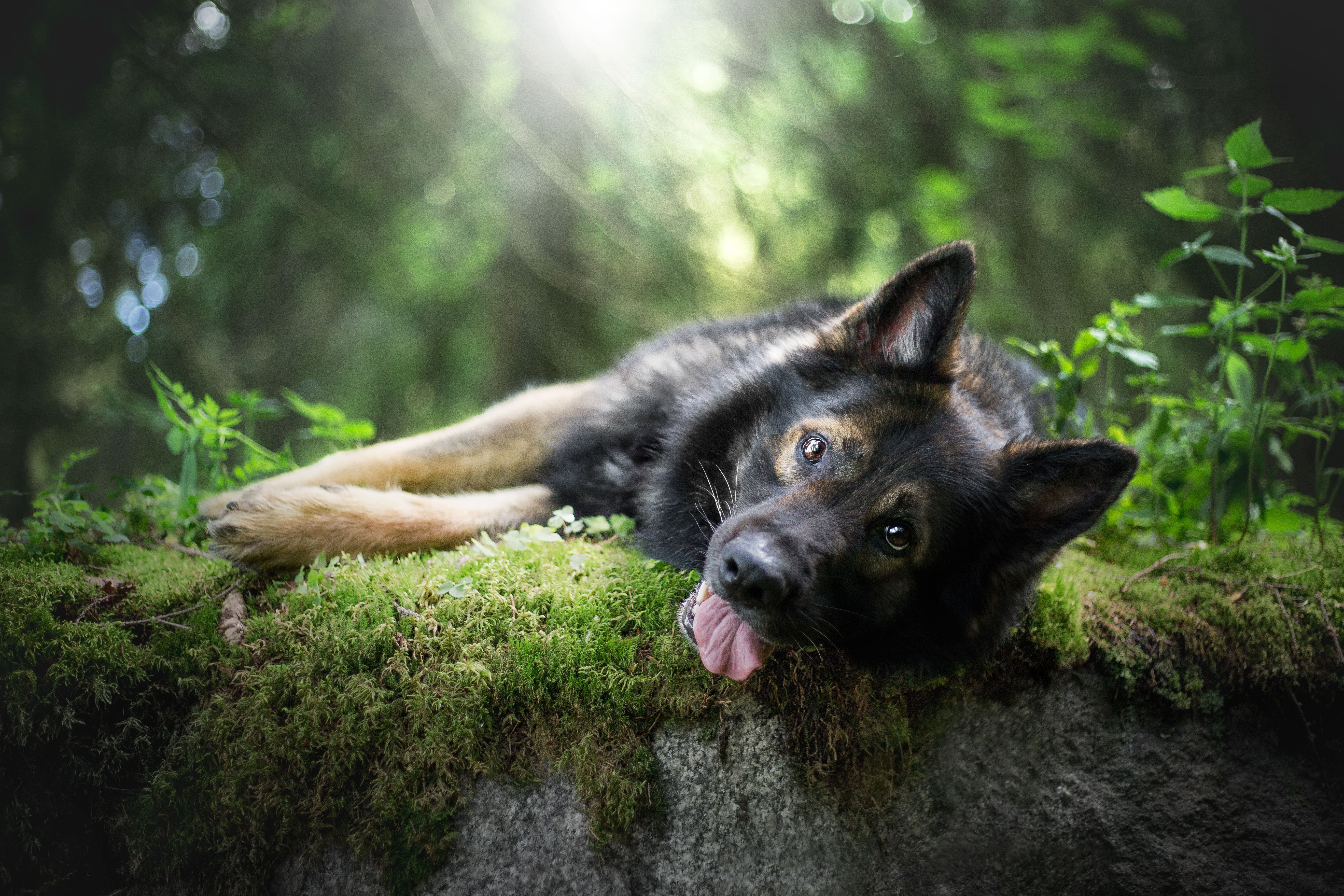 German Shepherd Tongue Out 5k, HD Animals, 4k Wallpapers, Images,  Backgrounds, Photos and Pictures