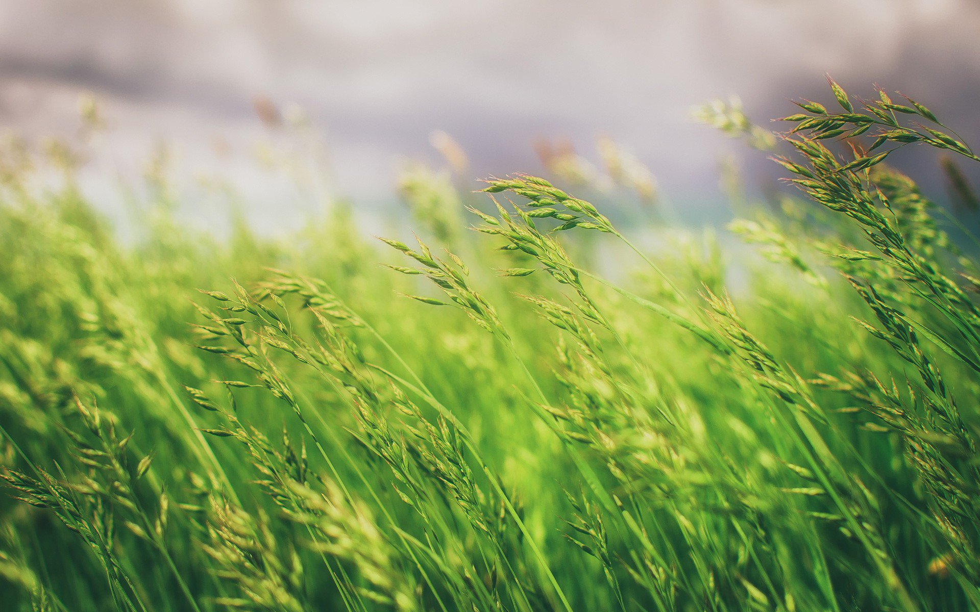 Grass Field, HD Nature, 4k Wallpapers, Images, Backgrounds, Photos and