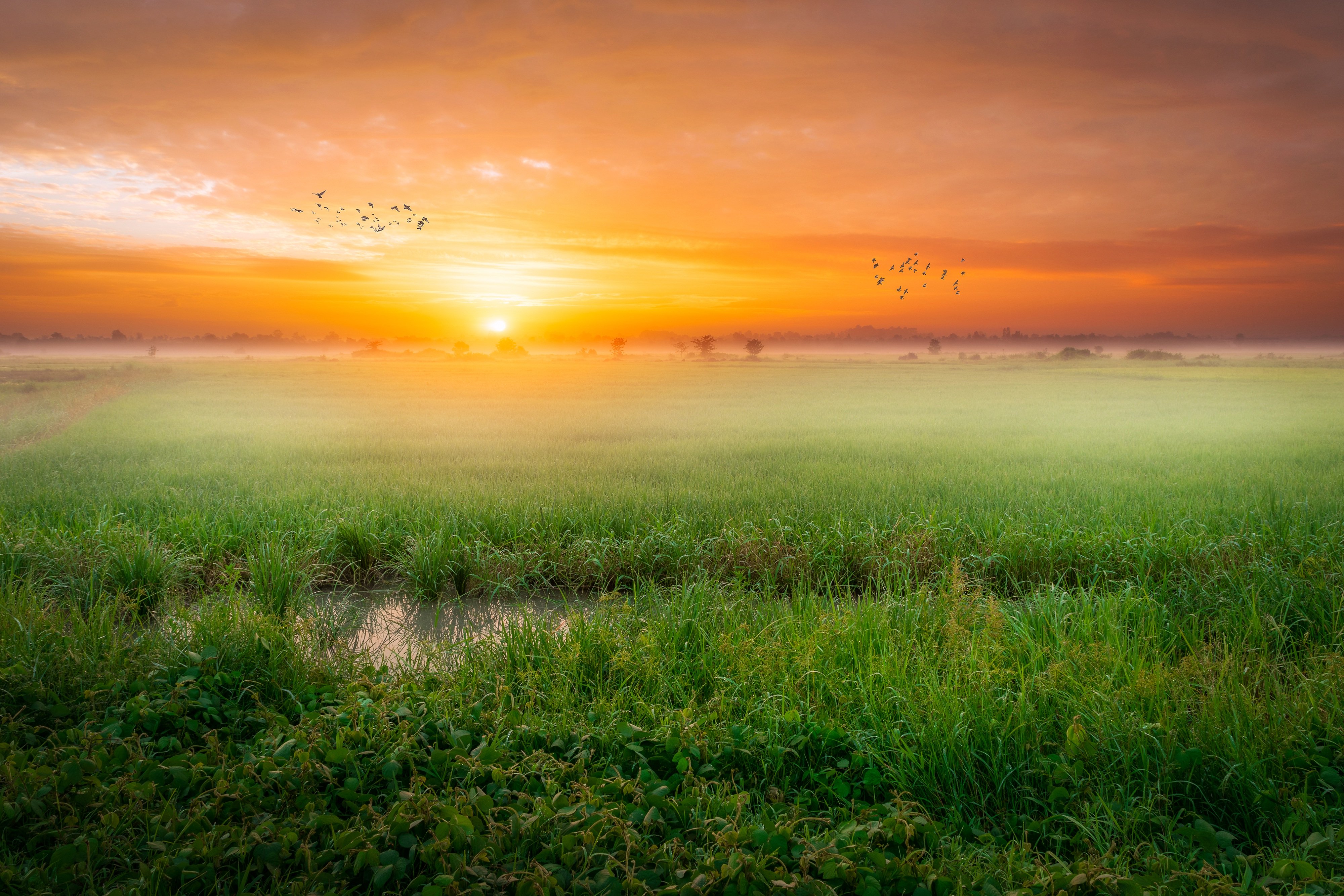Grass Fog Sunrise Morning 4k, HD Nature, 4k Wallpapers, Images