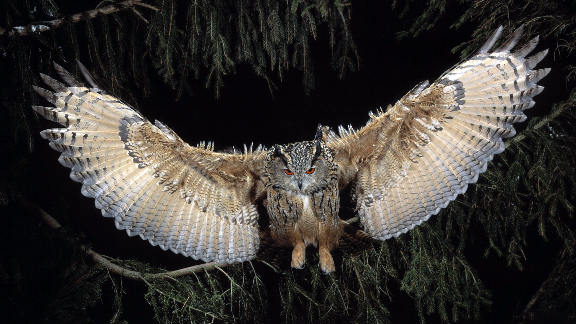 Great Horned Owl, HD Birds, 4k Wallpapers, Images, Backgrounds, Photos and  Pictures