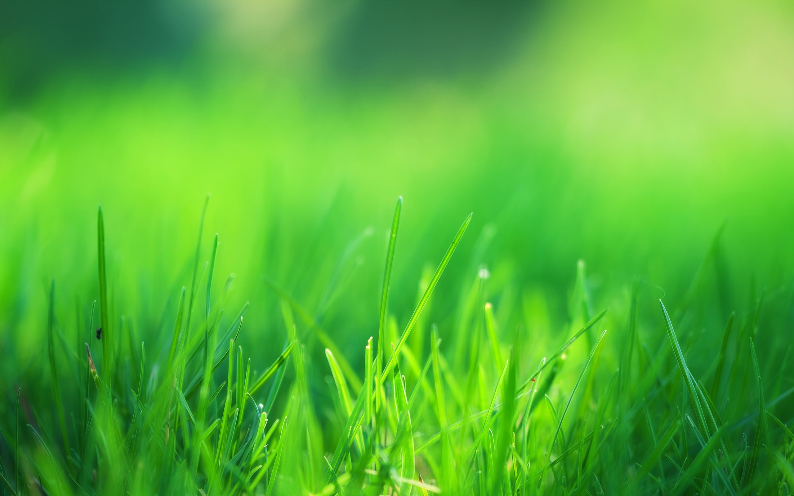 Green Grass Field, HD Nature, 4k Wallpapers, Images, Backgrounds, Photos  and Pictures