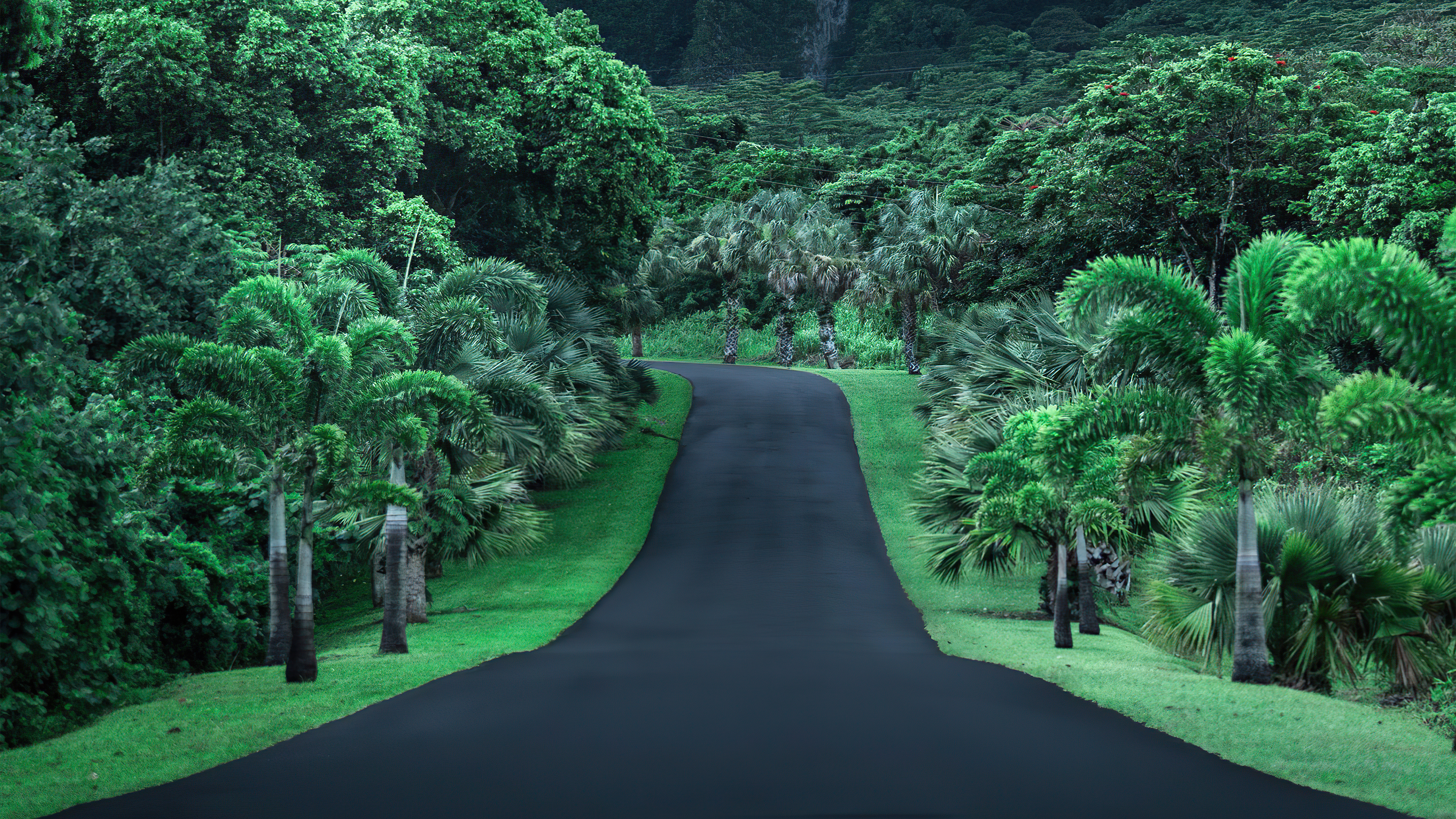 Green Road Nature 4k, HD Nature, 4k Wallpapers, Images, Backgrounds, Photos  and Pictures
