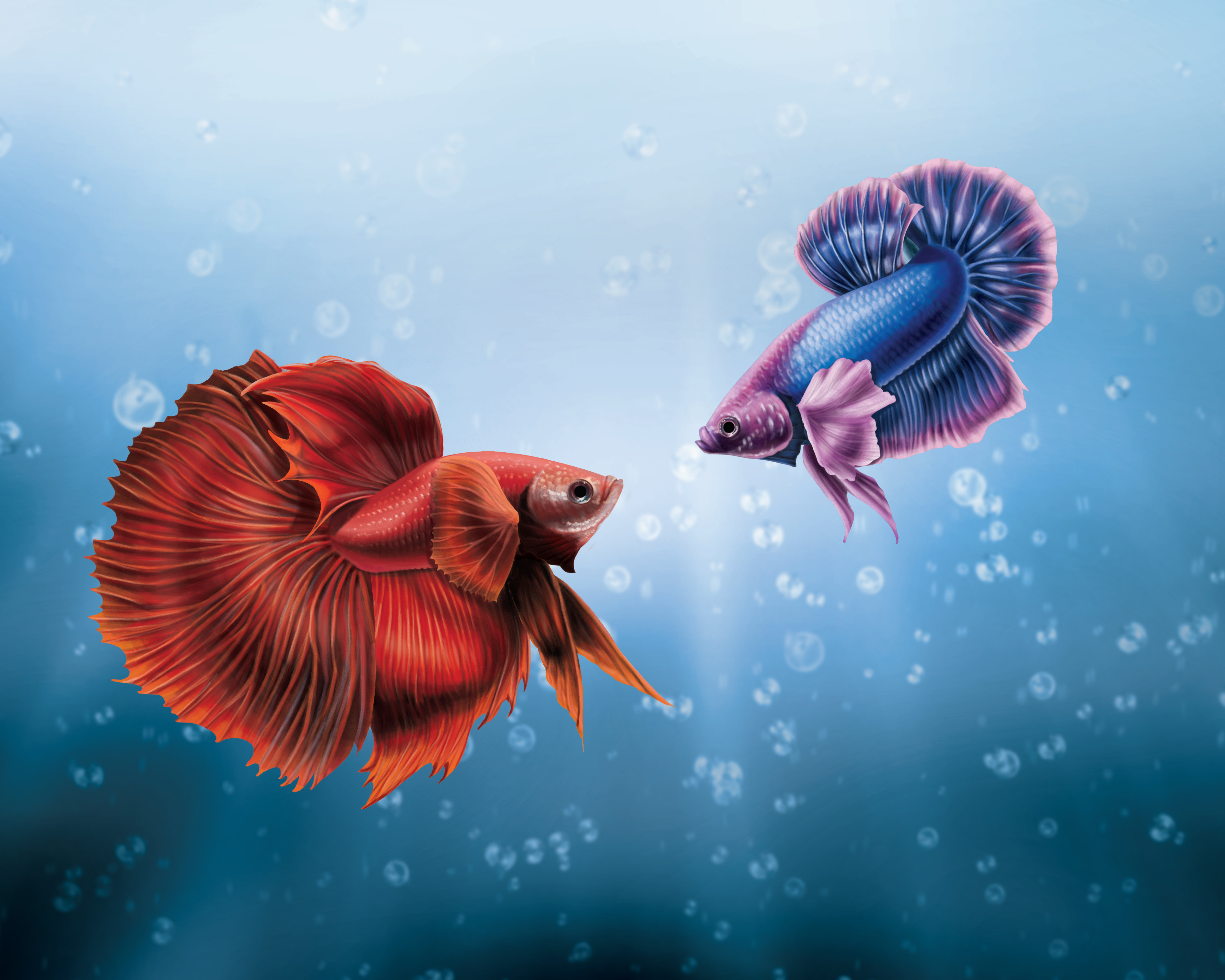 1336x768 Him And I Betta Fish Laptop HD HD 4k Wallpapers, Images,  Backgrounds, Photos and Pictures