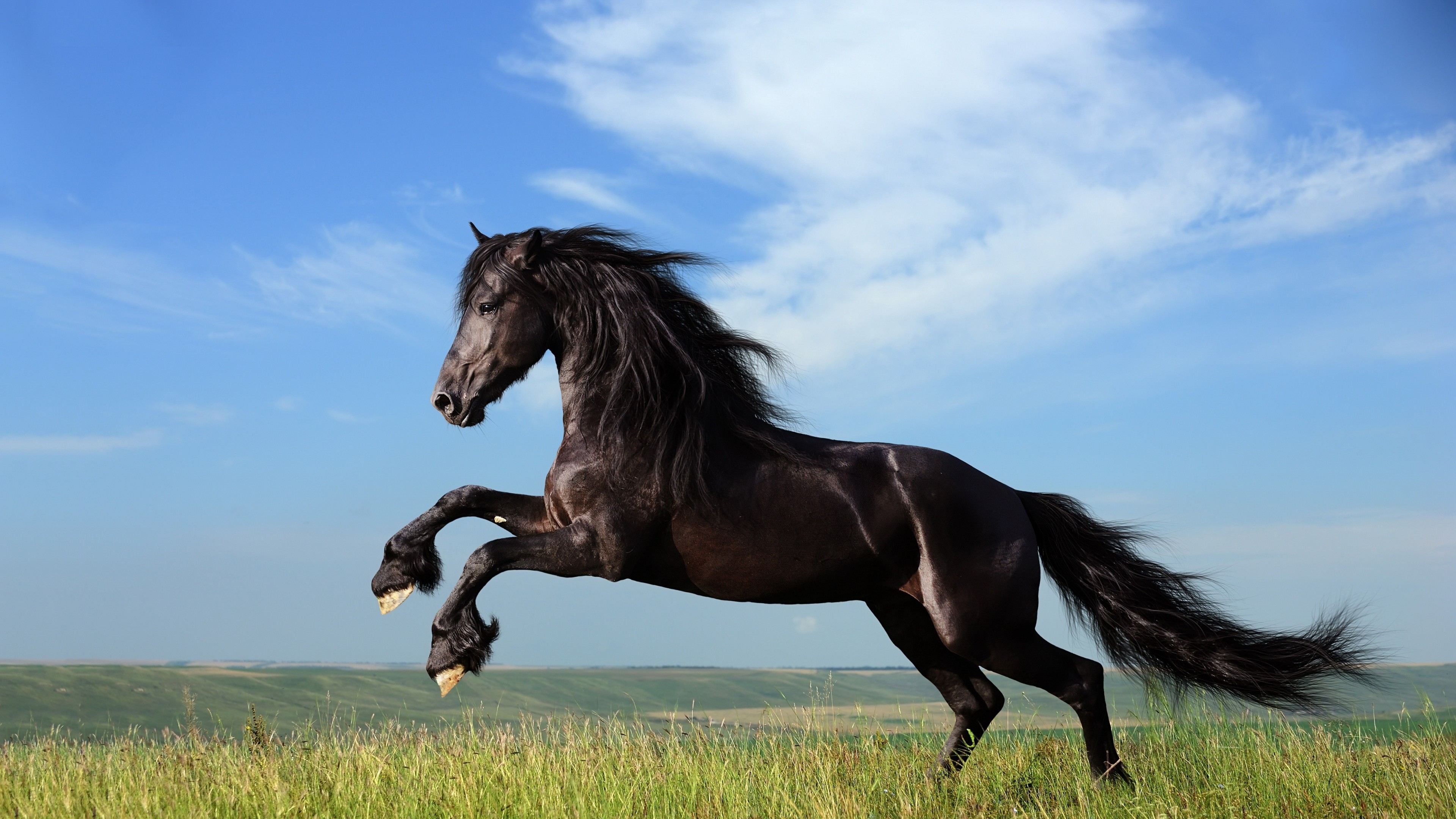 2560x1440 Horse Jump 1440p Resolution Hd 4k Wallpapers Images Backgrounds Photos And Pictures
