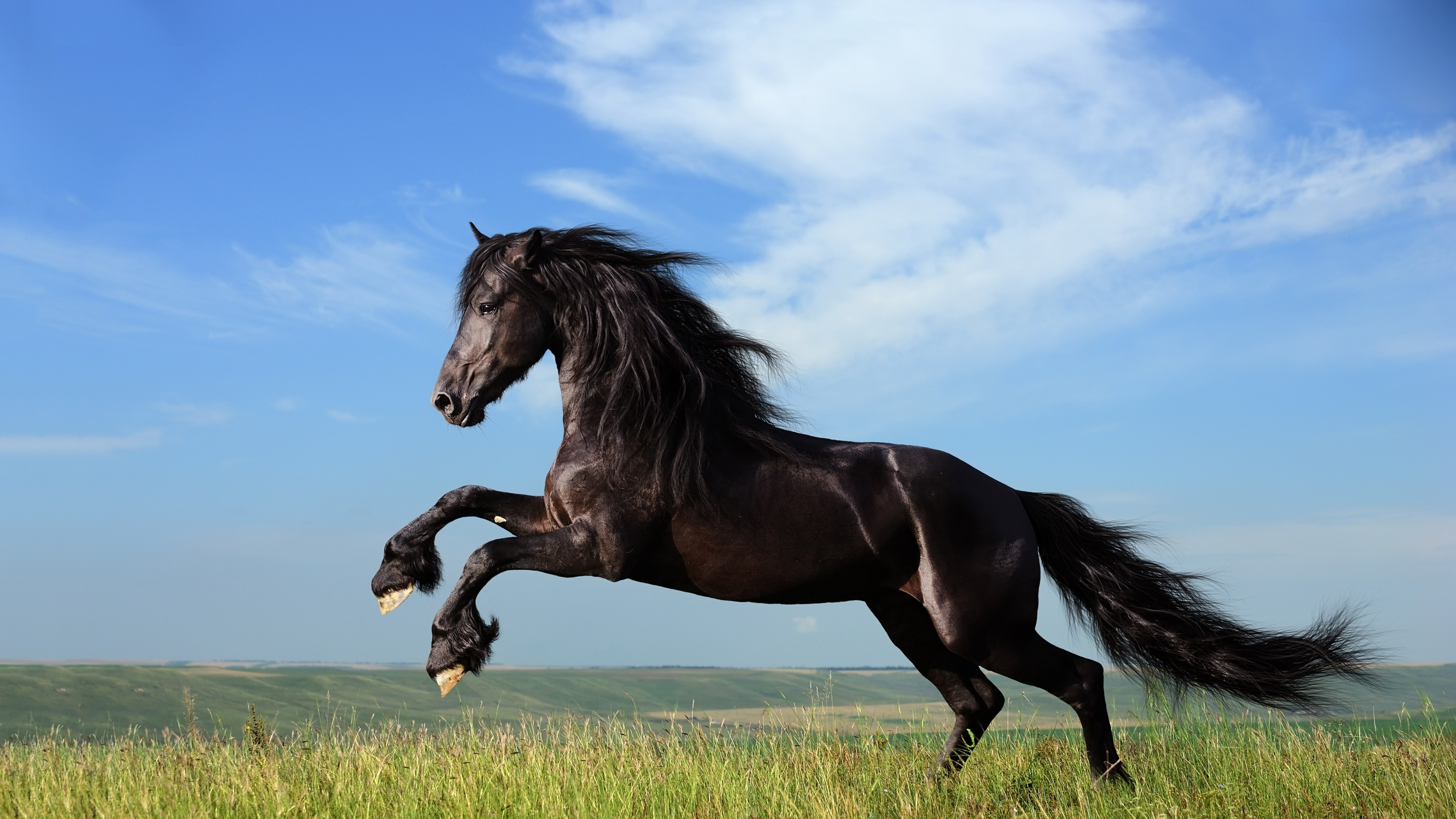 Horse Jump HD Animals 4k Wallpapers Images Backgrounds Photos And 
