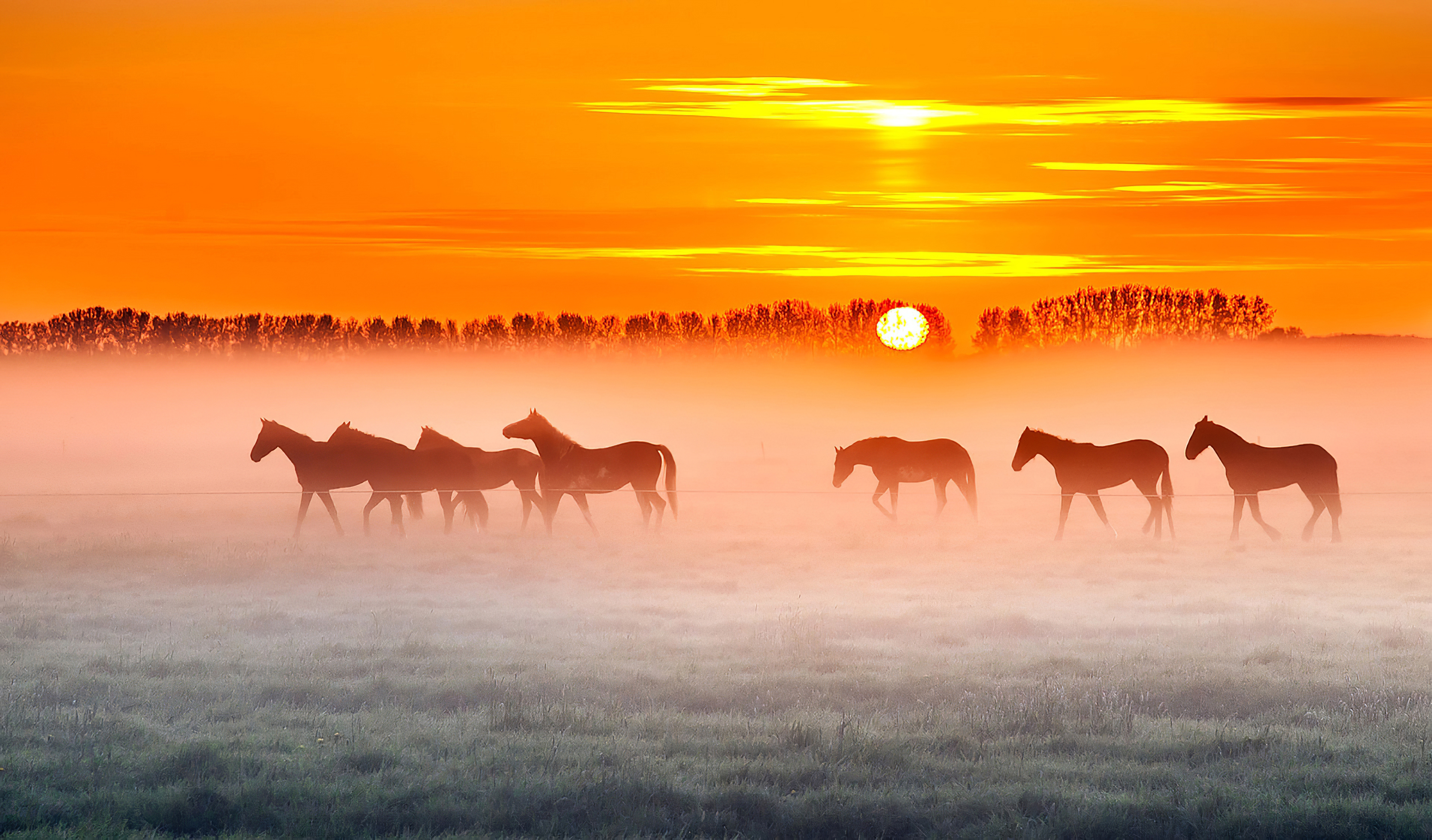 Horses Sunset 4k, HD Animals, 4k Wallpapers, Images, Backgrounds, Photos  and Pictures