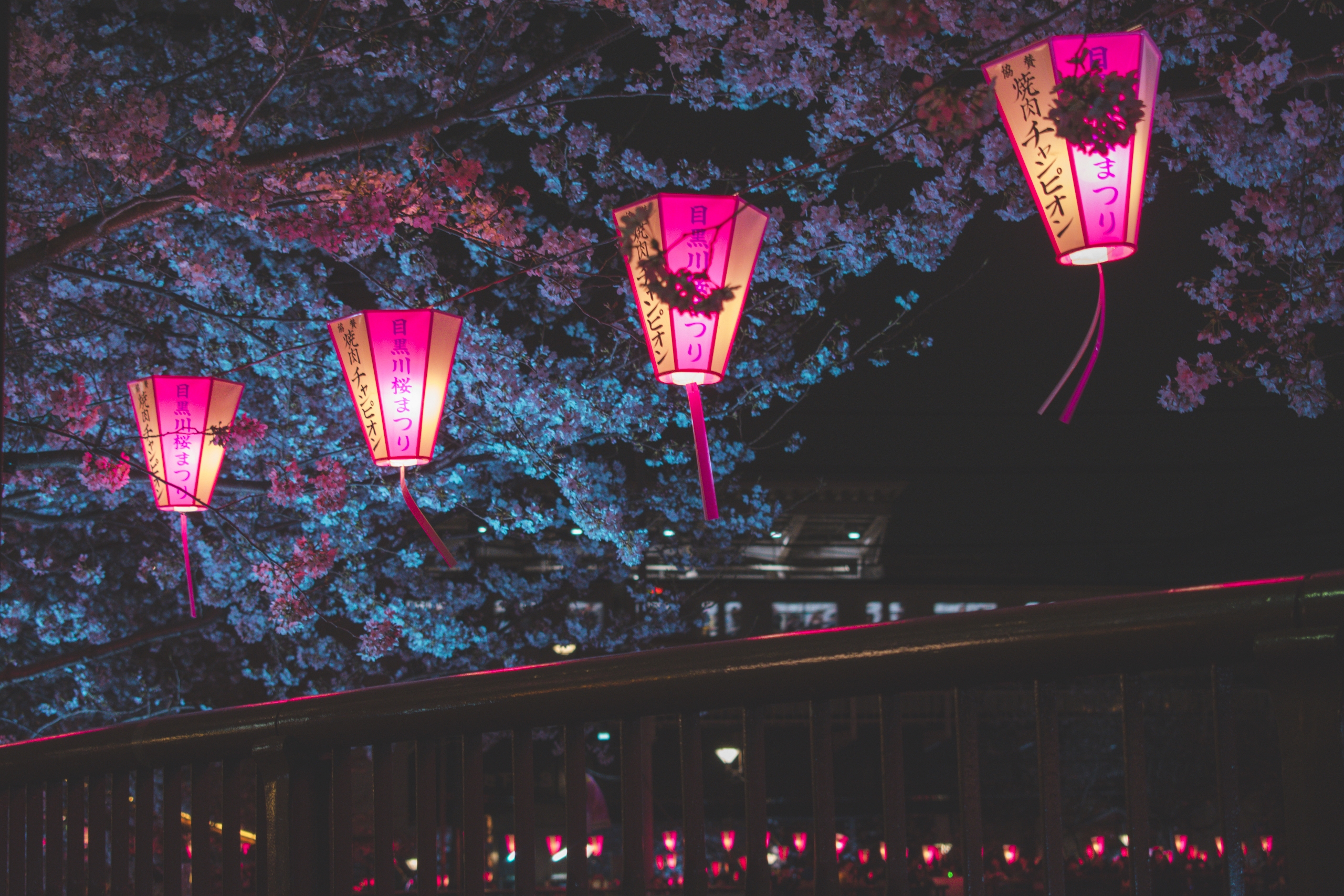 Japan Night Cherry Blossom Trees Lantern Glowing Night, HD Photography, 4k  Wallpapers, Images, Backgrounds, Photos and Pictures
