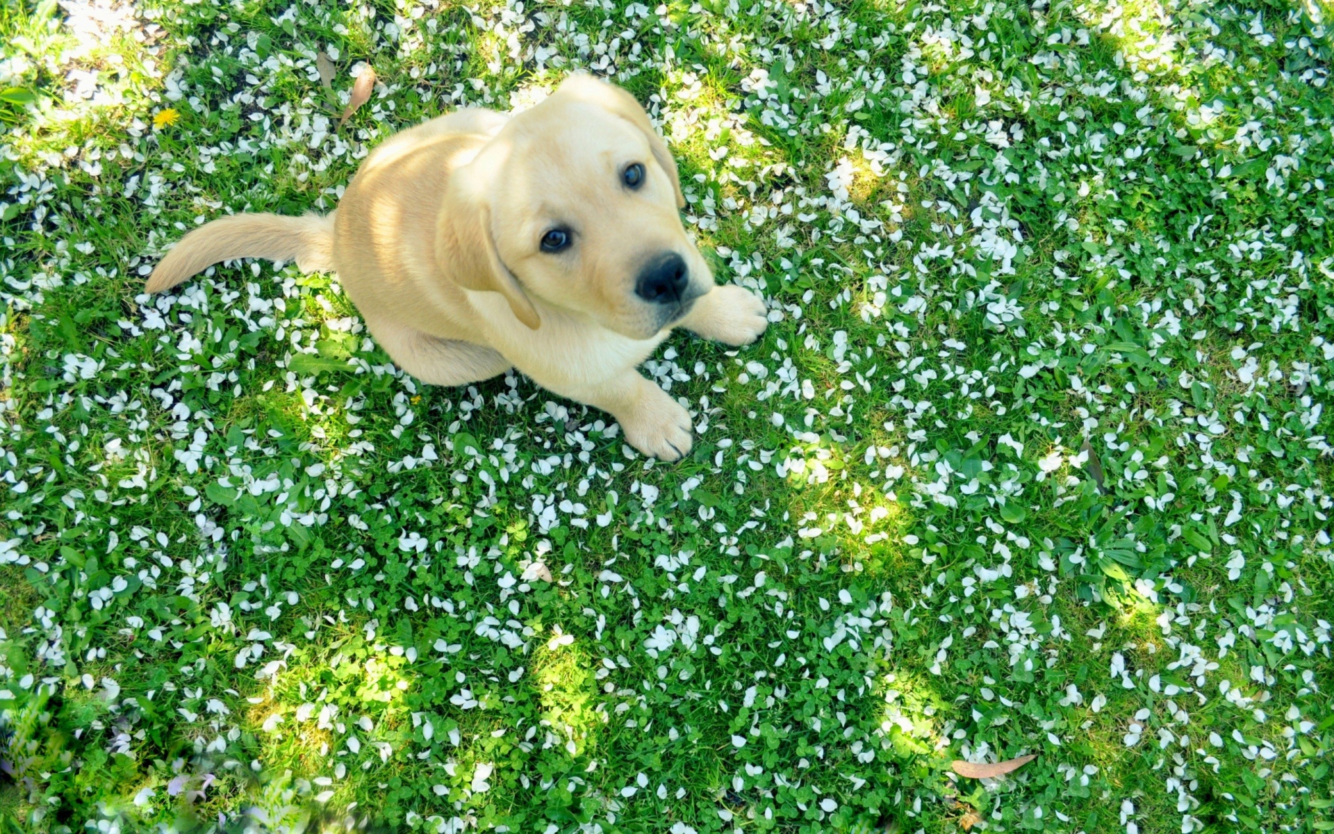 Labrador Puppy, HD Animals, 4k Wallpapers, Images, Backgrounds, Photos and  Pictures